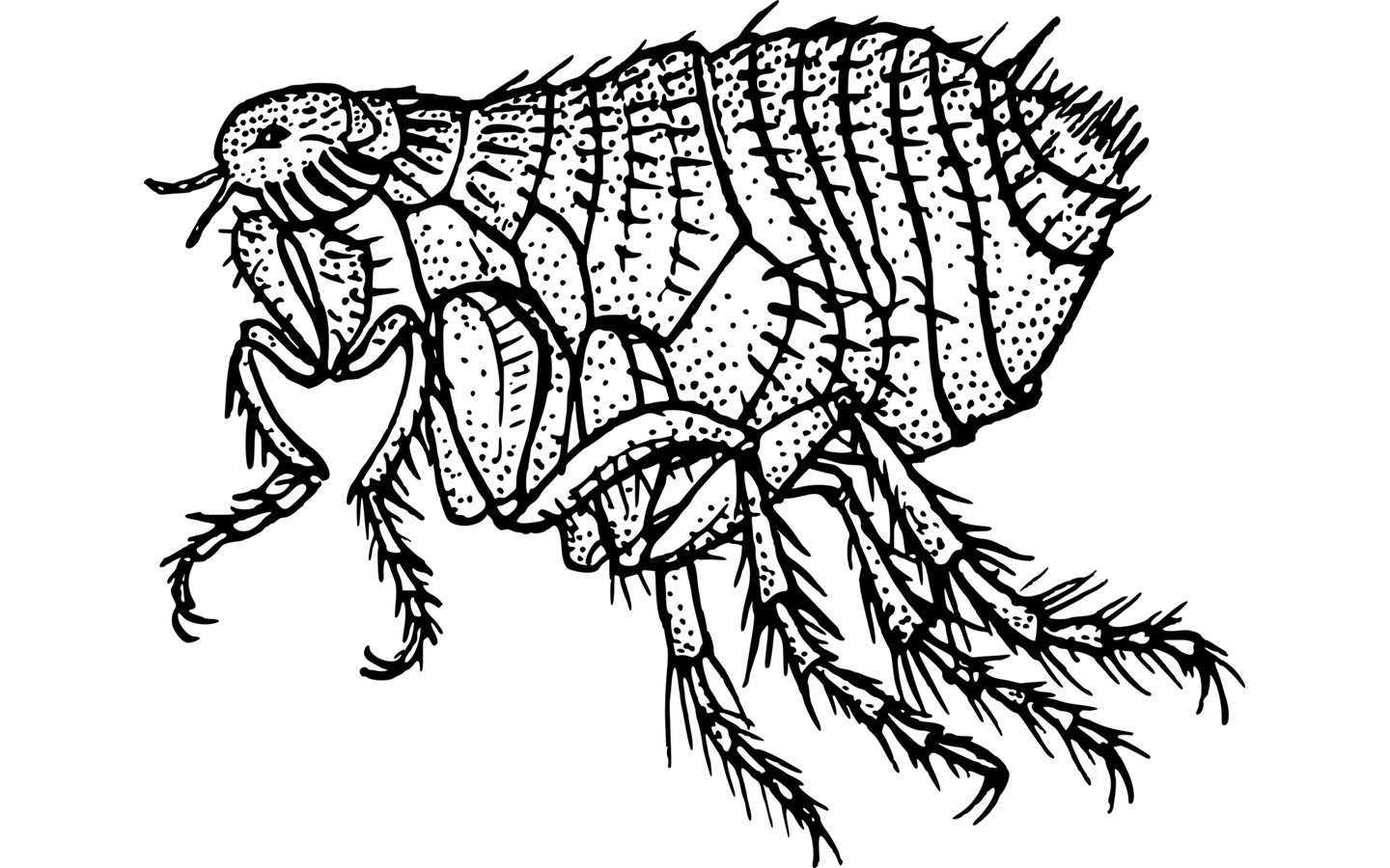 Flea Black And White - HD Wallpaper 