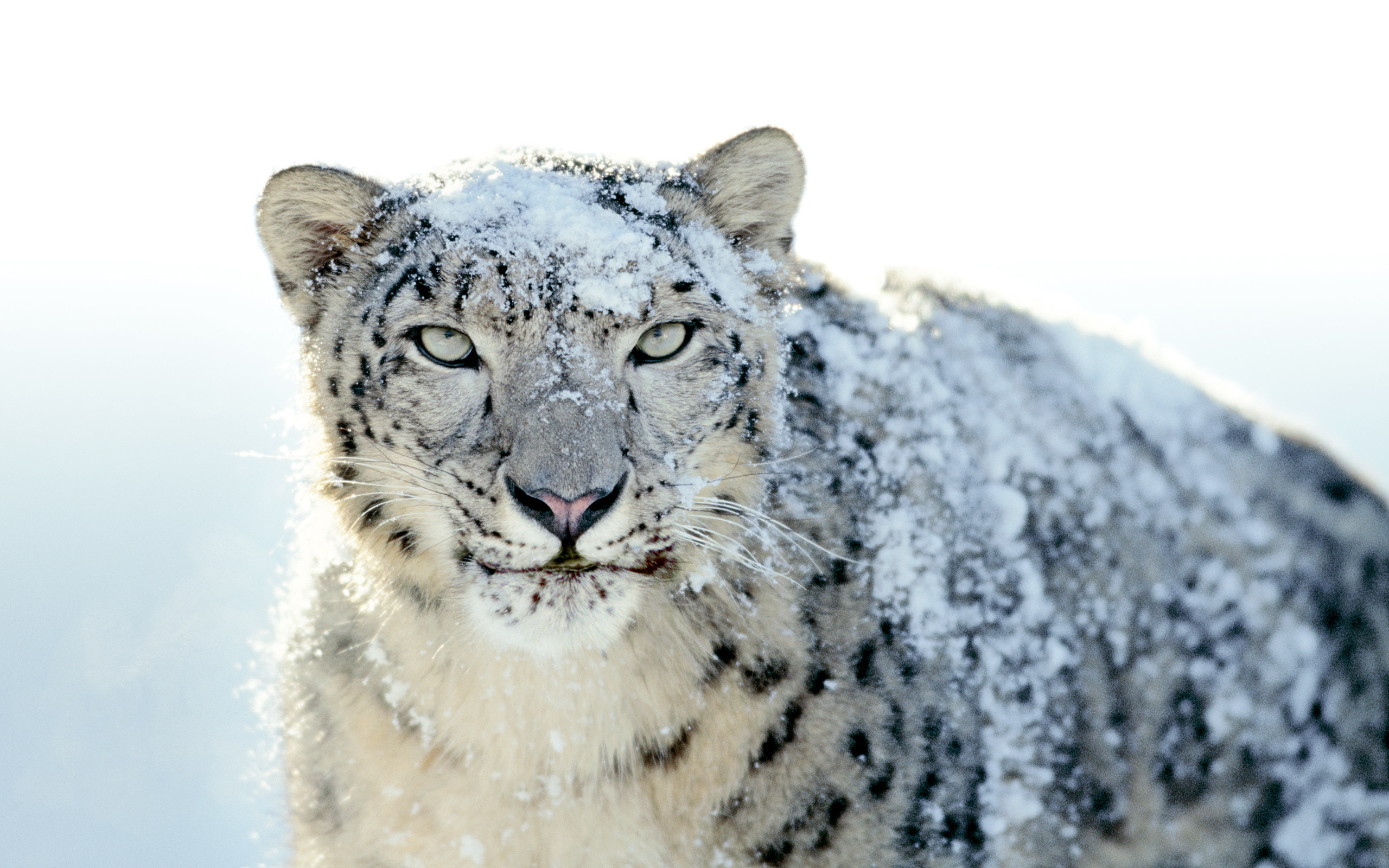 Big Cat Snow Leopard Â - Snow Leopard Background - HD Wallpaper 