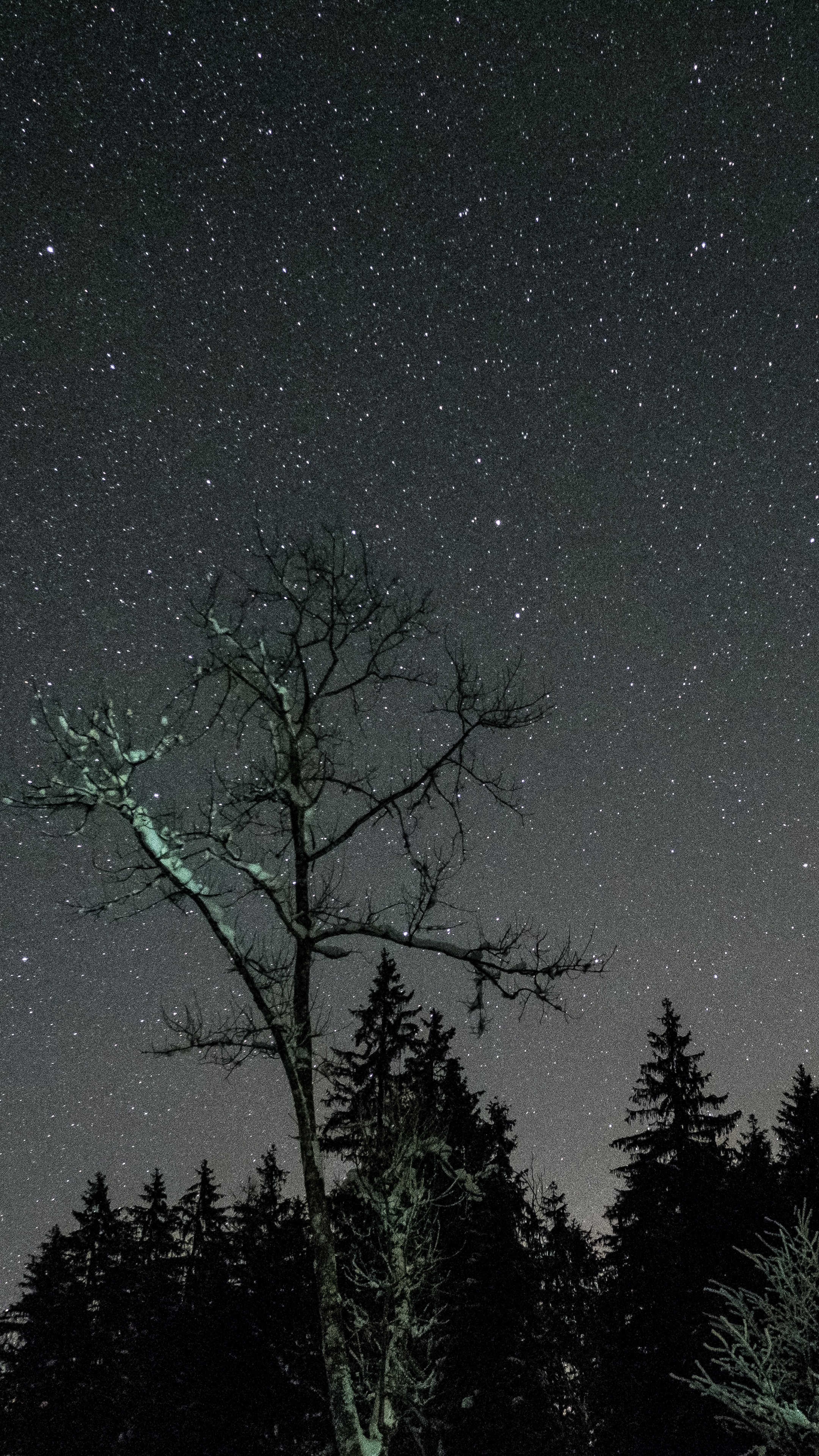 Tree In Night Sky - HD Wallpaper 