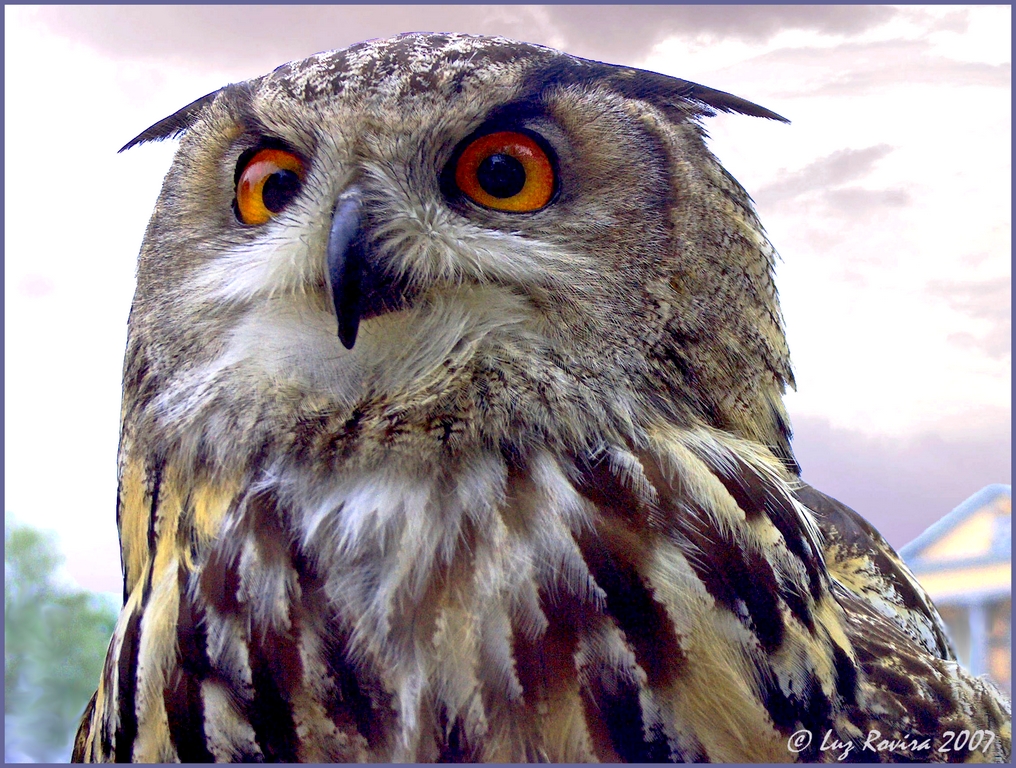 Regard Du Hibou , Wallpaper - Papel De Parede Em Movimento - HD Wallpaper 