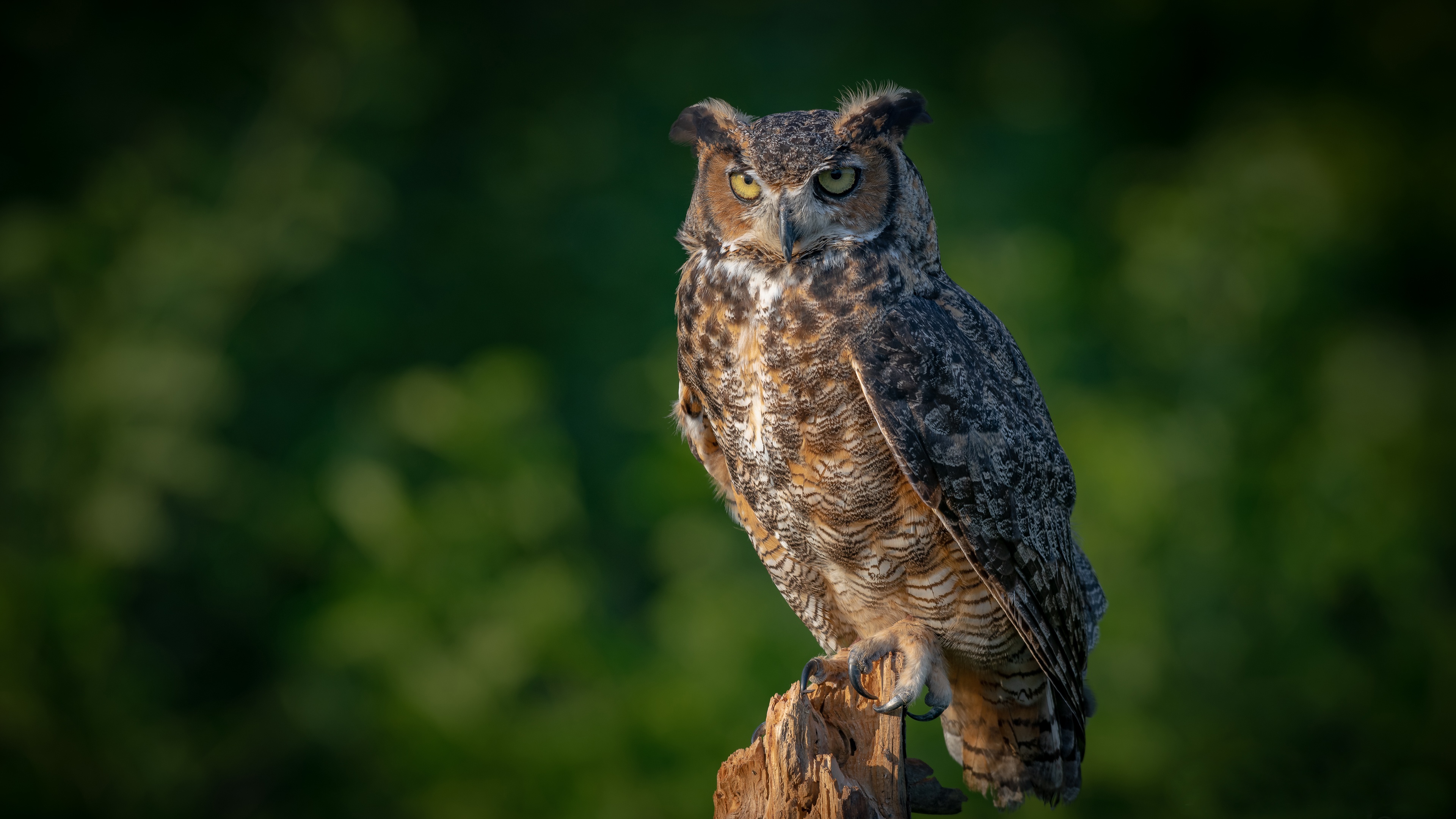 Eurasian Eagle Owl - HD Wallpaper 