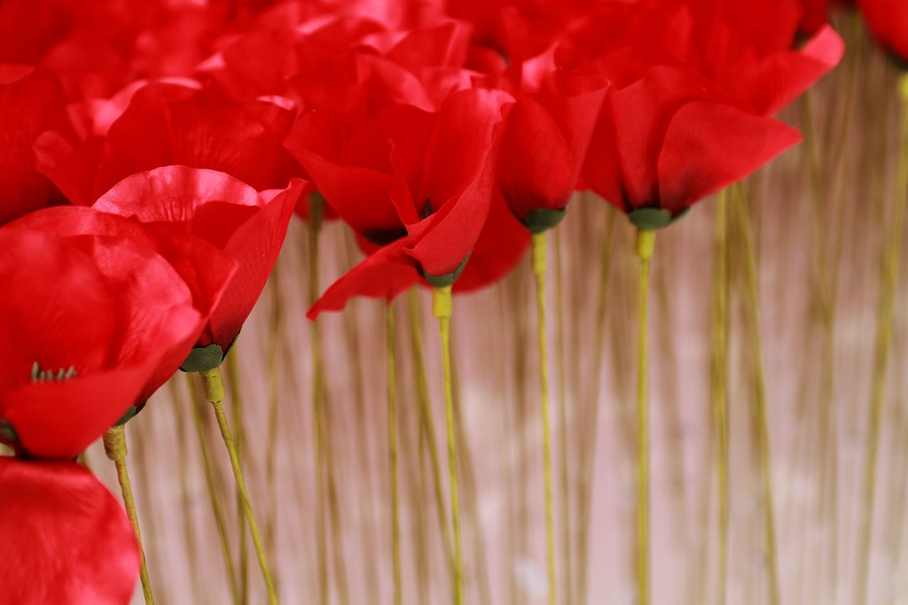 Tulip - HD Wallpaper 