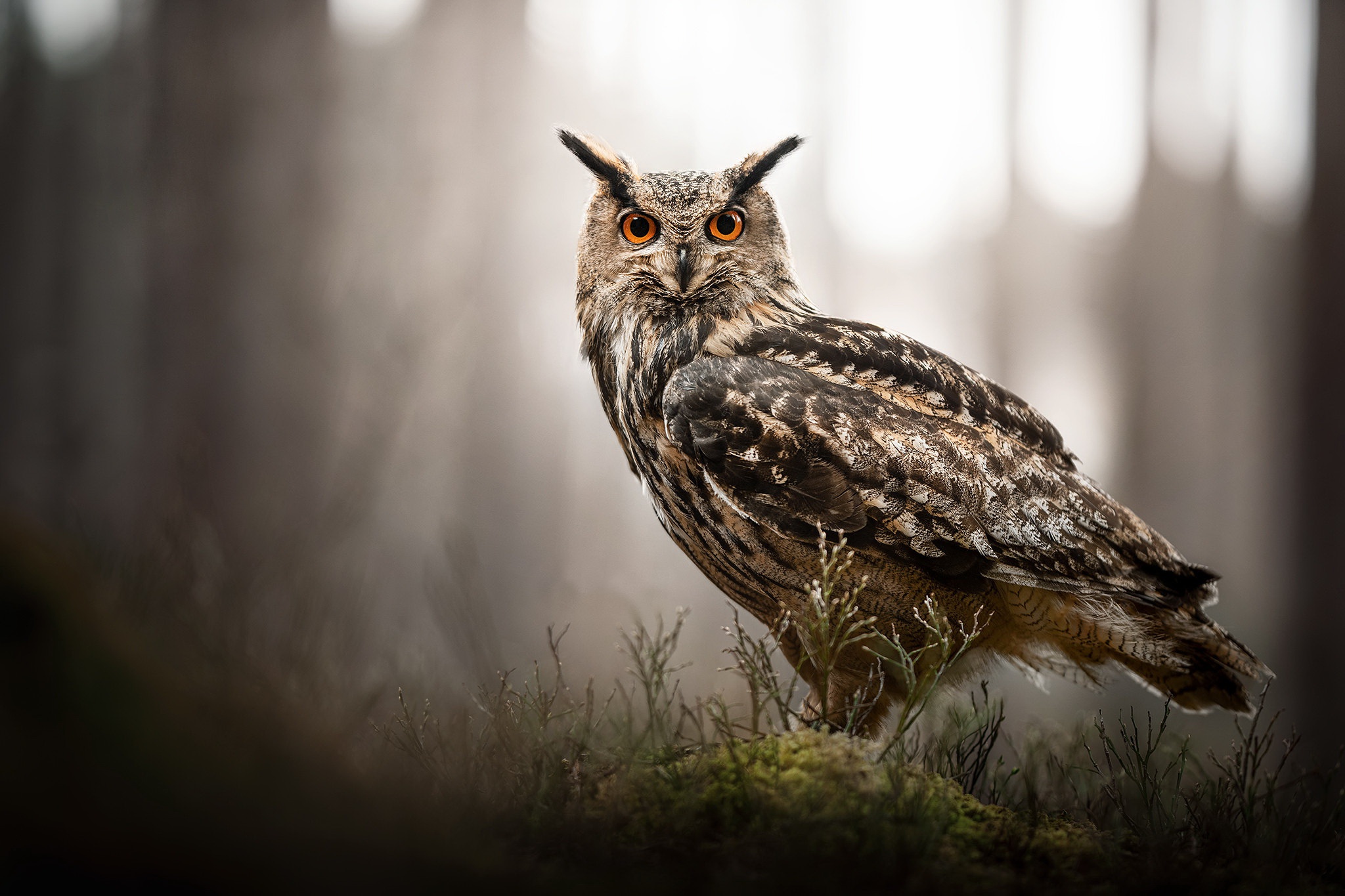 Great Horned Owl - HD Wallpaper 