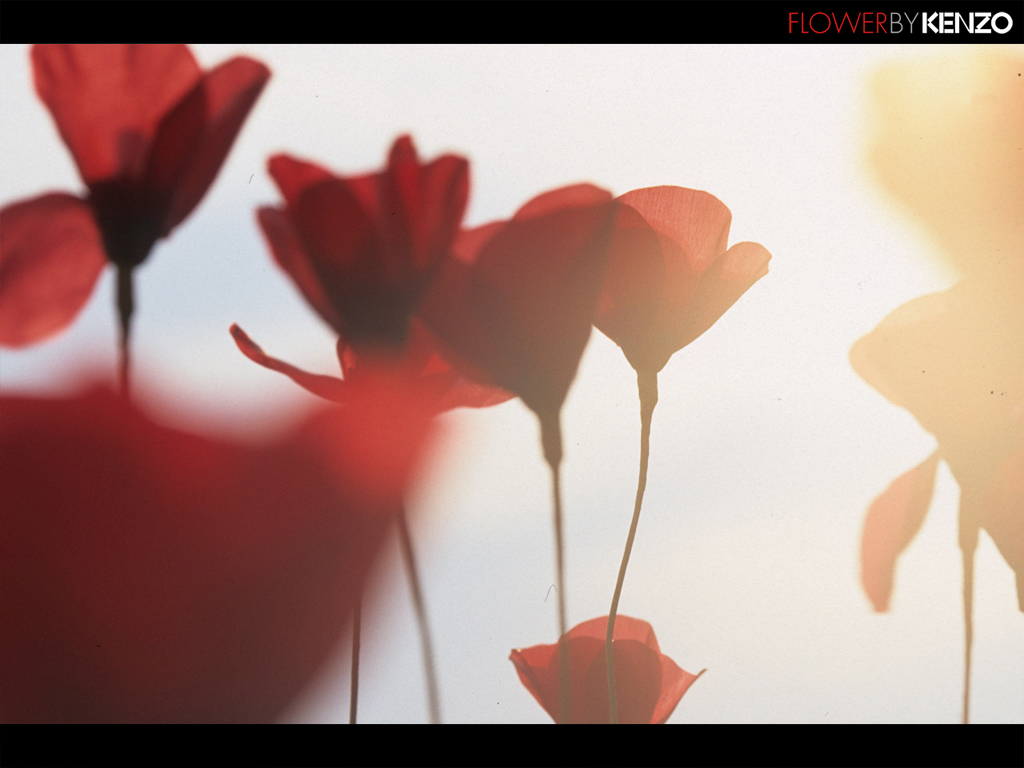 Wallpaper8 - Artificial Flower - HD Wallpaper 