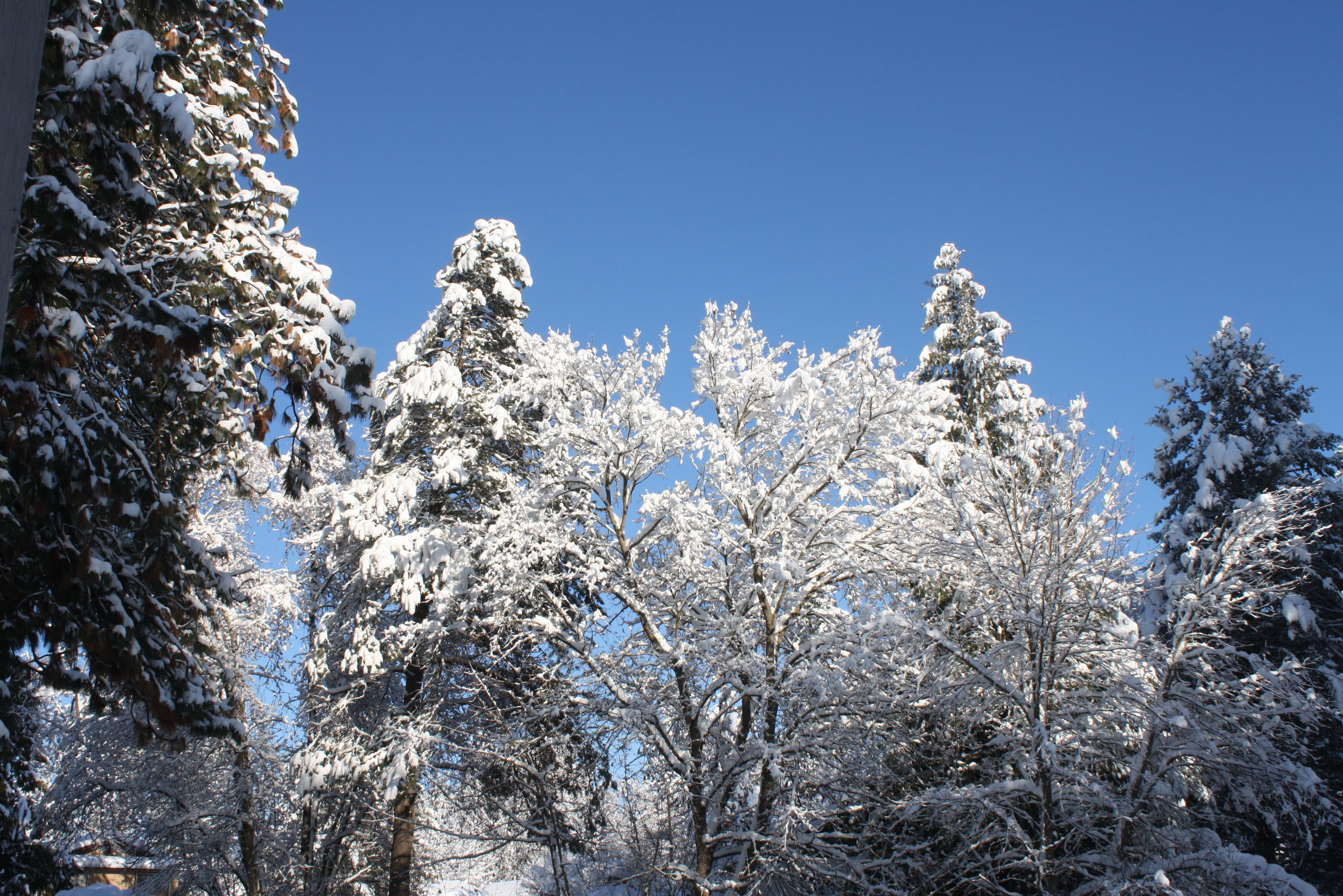 Rip The Wallpaper - Snow - HD Wallpaper 
