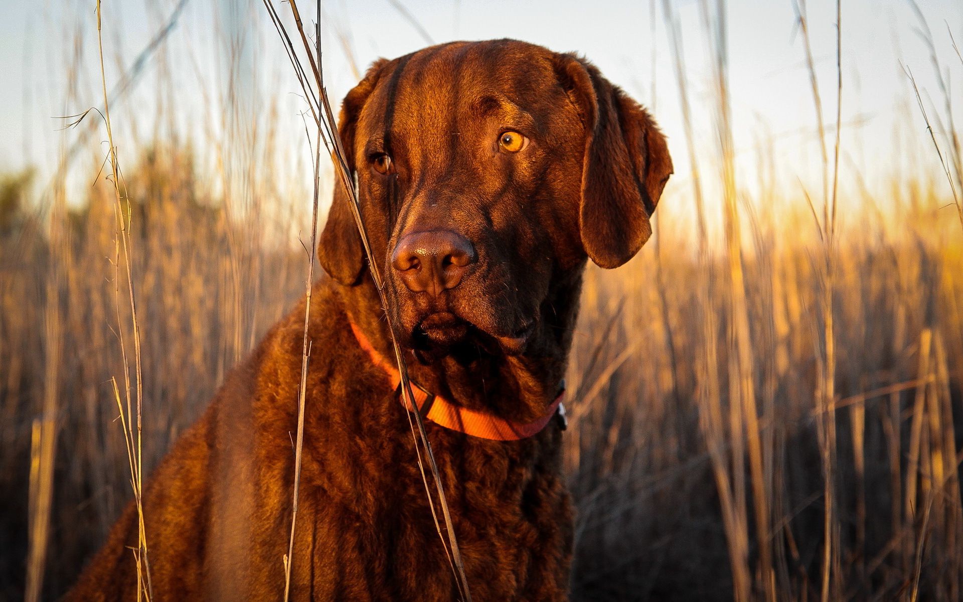 Chocolate Labrador Wallpaper - Chocolate Lab Wallpaper Phone - HD Wallpaper 