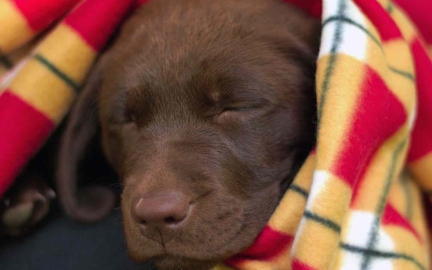 chocolate lab blanket