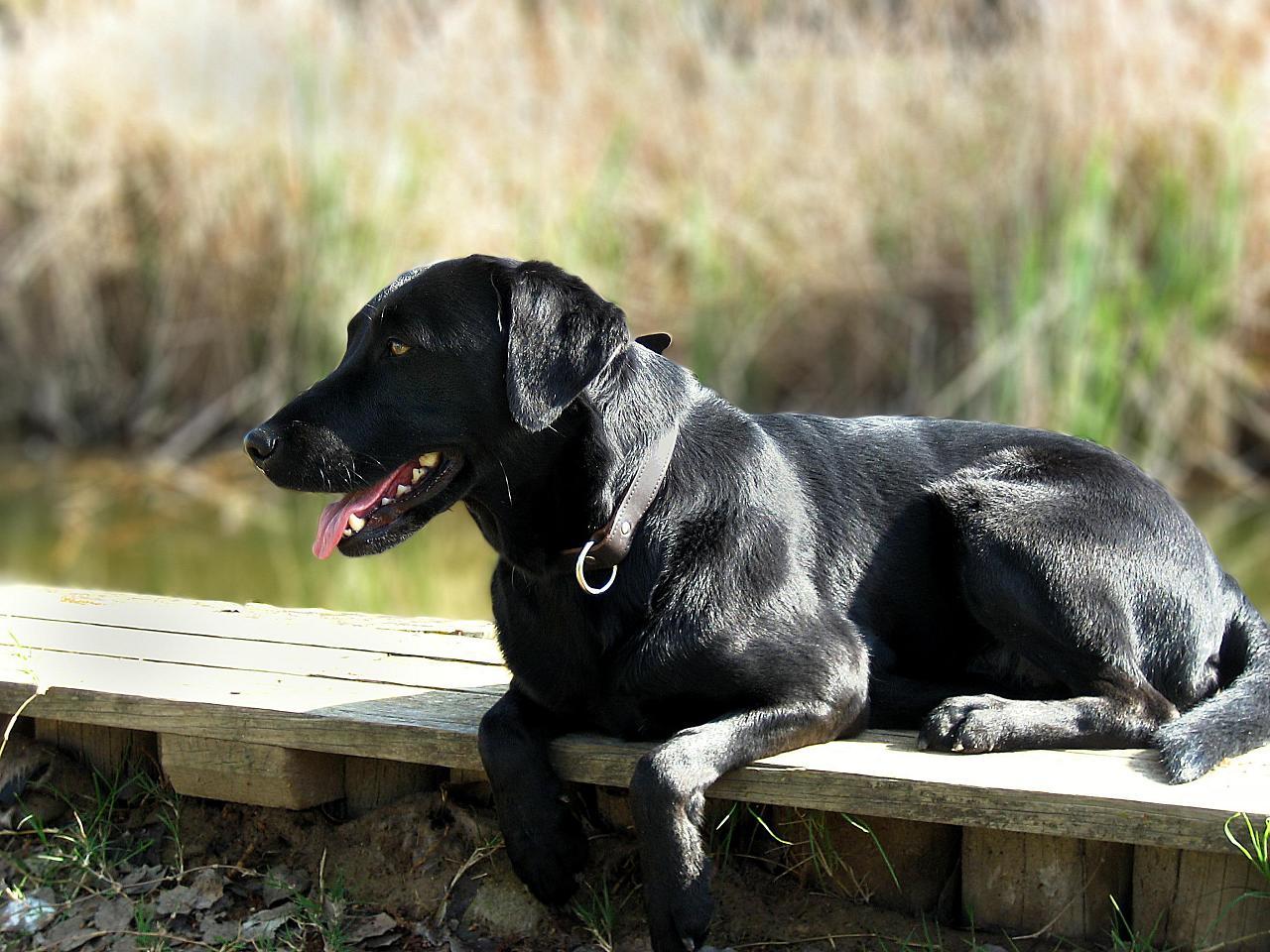File Name - - Black Lab Dog Hd - HD Wallpaper 