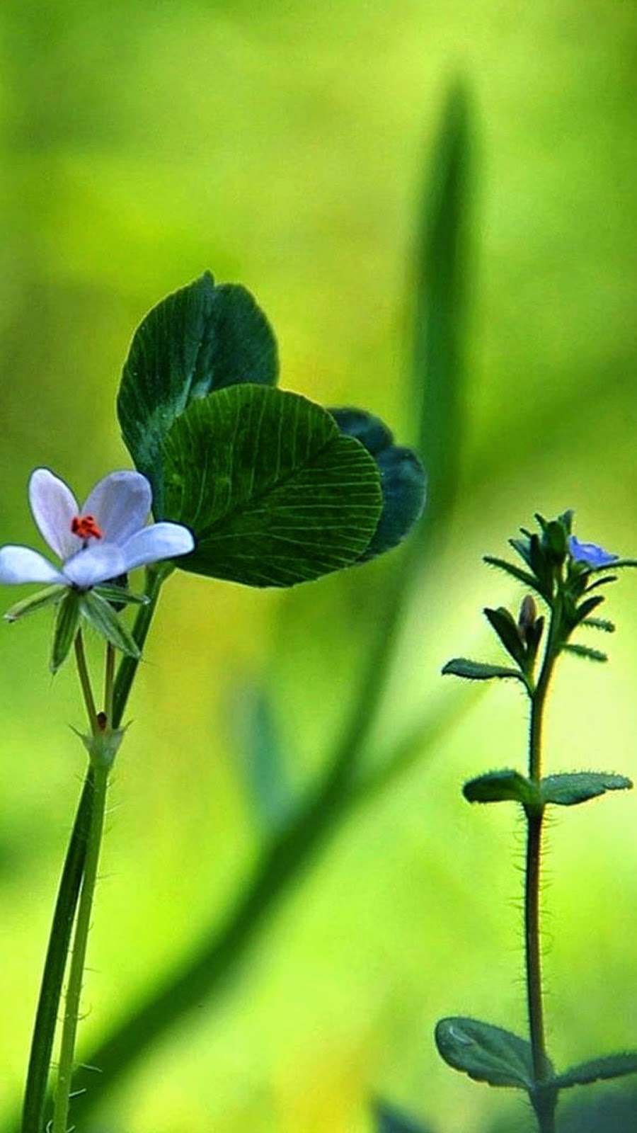 Wallpaper - HD Wallpaper 