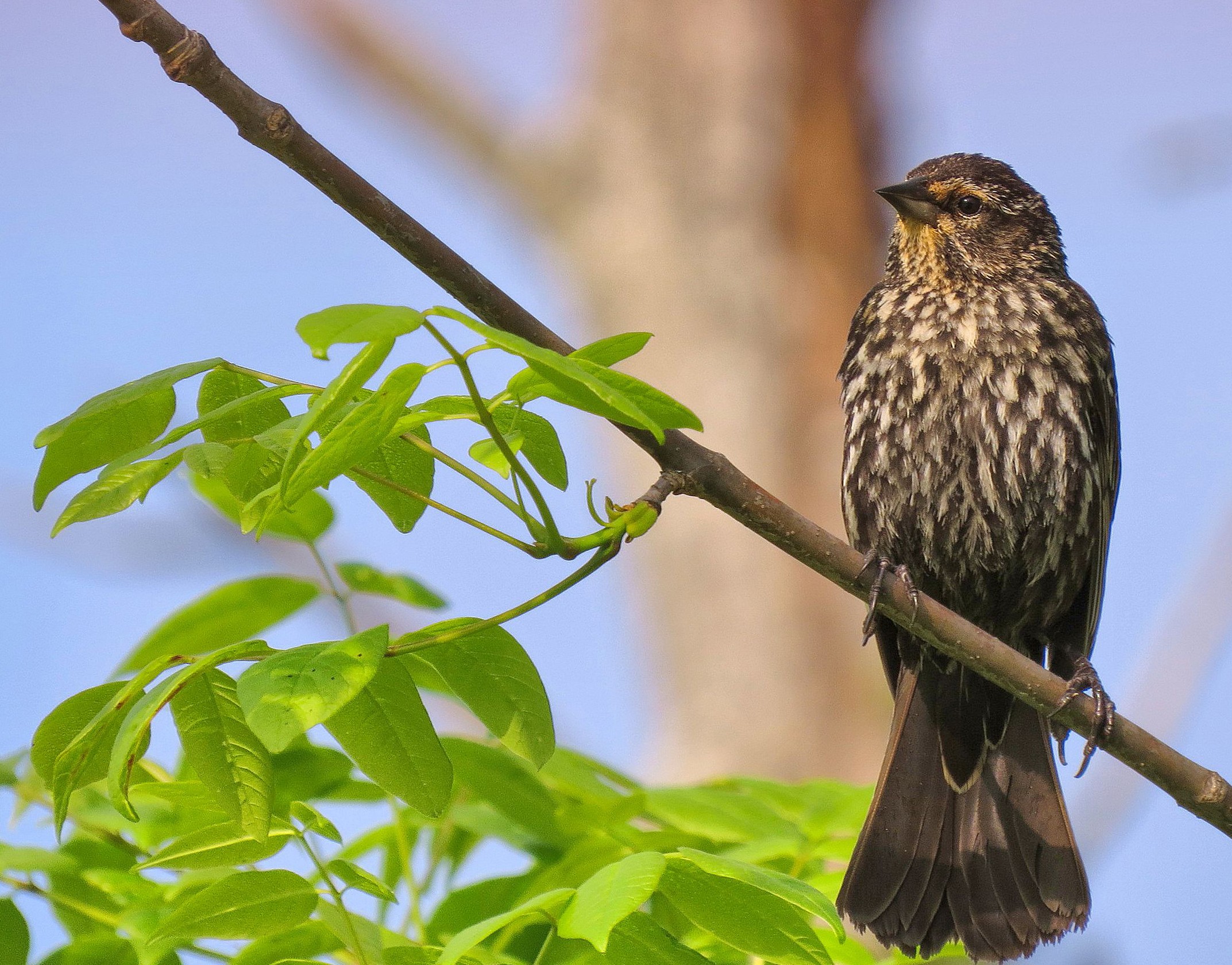 Cool Pets, Desktop Images, Free Wallpapers, Animal - Sharp Shinned Hawk - HD Wallpaper 