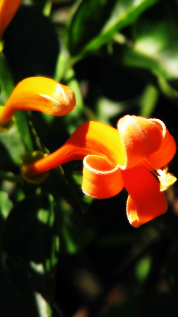 Phone 8 Wallpaper Screen - HD Wallpaper 