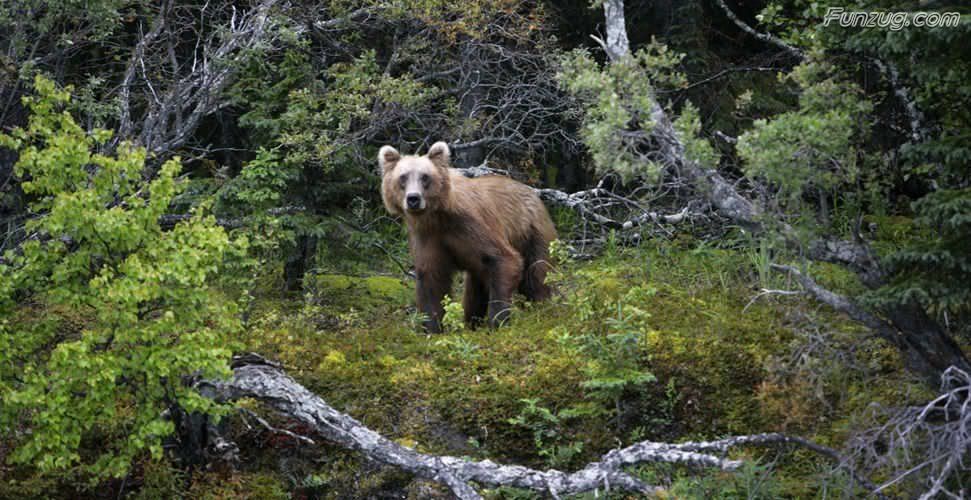 Click To Enlarge - Grizzly Bear - HD Wallpaper 