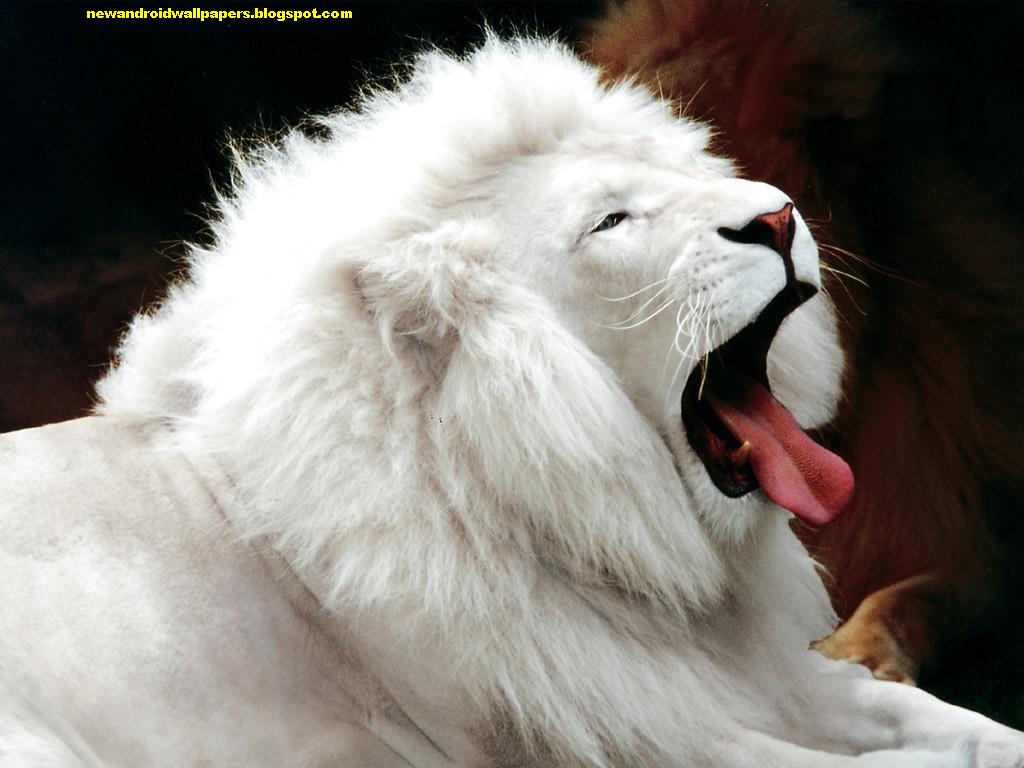Amazing White Lion Wallpapers For Desktop, Mac, Mobile, - White Lion - HD Wallpaper 