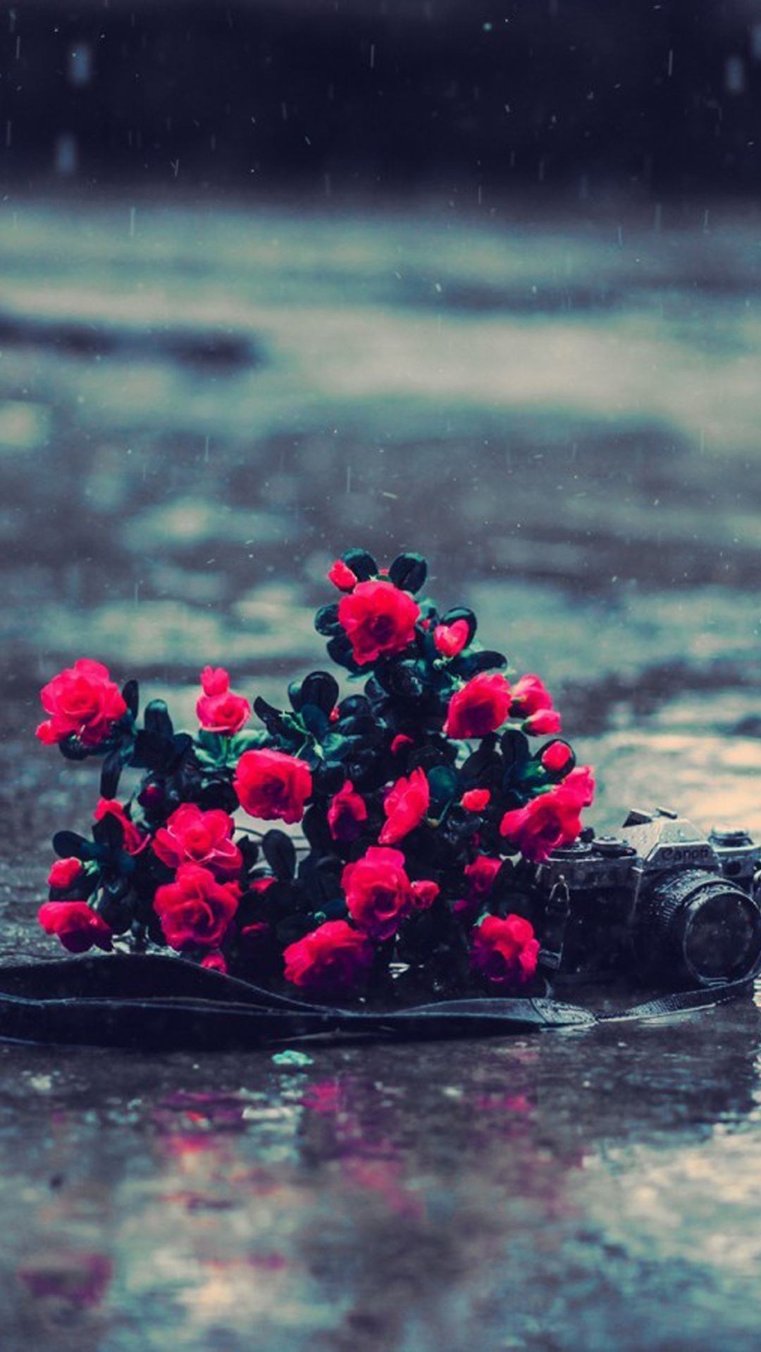 Red Flowers Rainy Day Iphone 6 / 6 Plus And Iphone - Flower Rainy Day Rain - HD Wallpaper 