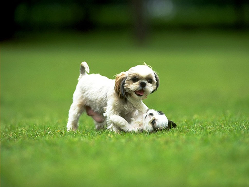 海洋生物 - HD Wallpaper 