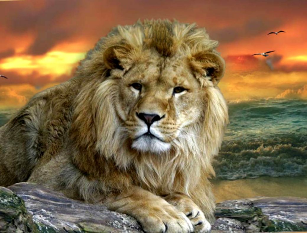 Herbivores Wild Animal Best Blog Free Wild Animals - Hd High Resolution Animals - 1039x788 Wallpaper Herbivores Wild Animal Best Blog Free Wild Animals - Hd High Resolution Animals - 1039x788 Wallpaper