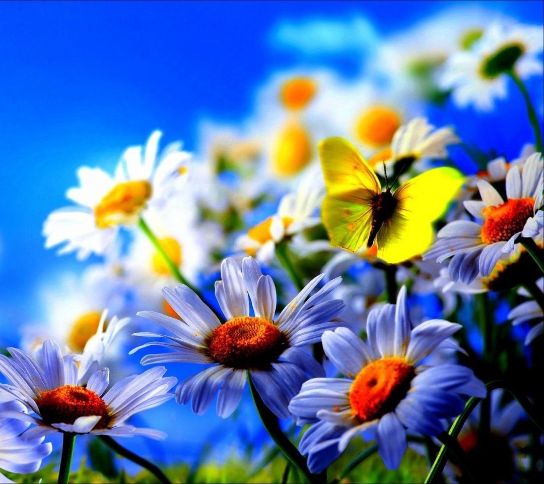 My Image 22