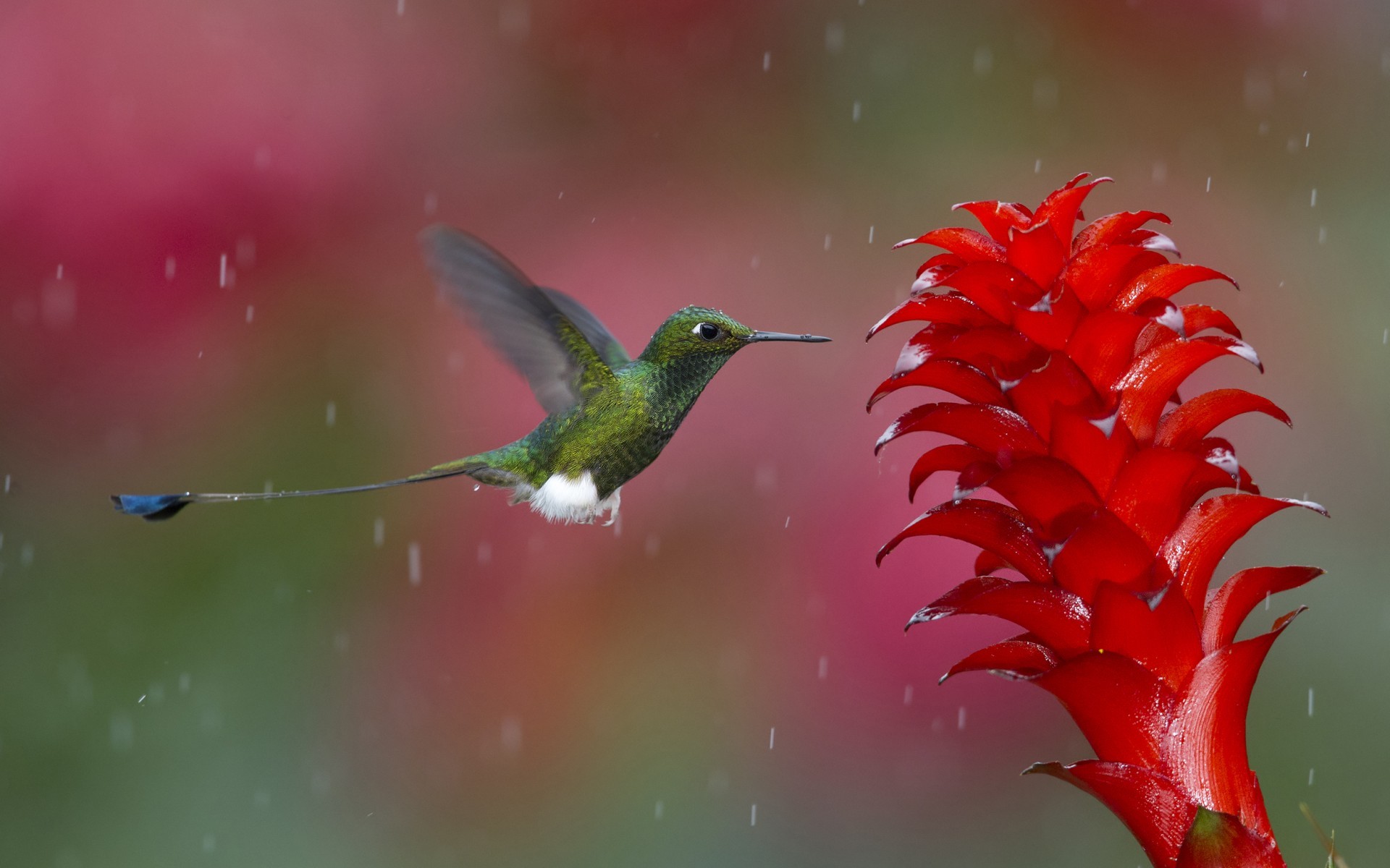 Bird On Flower In Rain Wallpaper - Hd Desktop Wallpapers Nature Rain - HD Wallpaper 