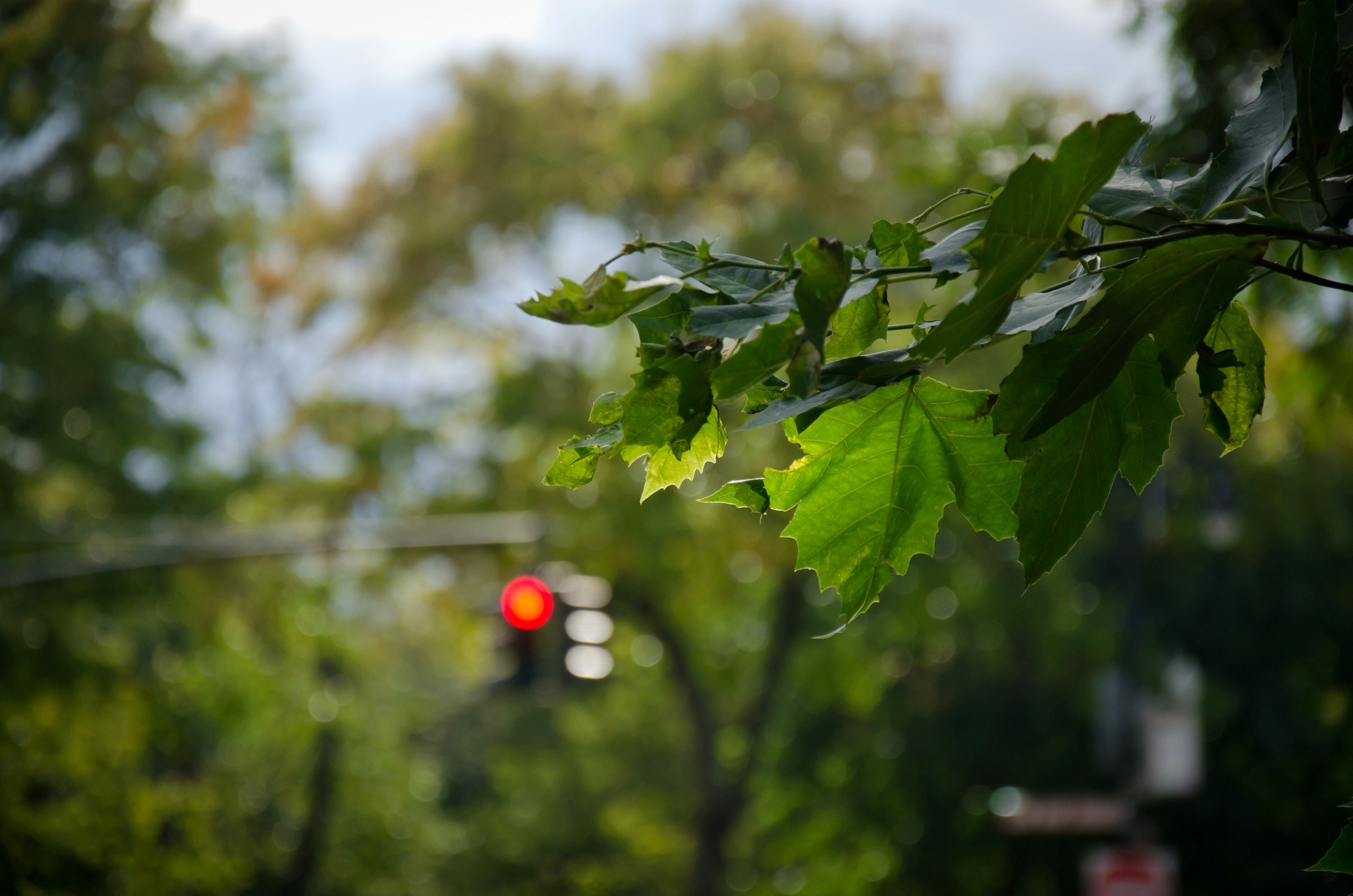 Super Hd Pics Of Green Leaf In Tree - Dslr Tree Hd Background - 3000x1987  Wallpaper 