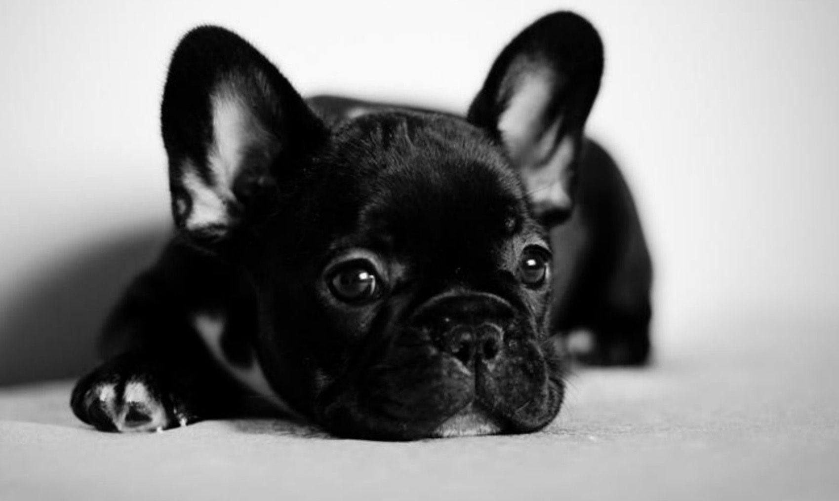 French Bulldog - HD Wallpaper 