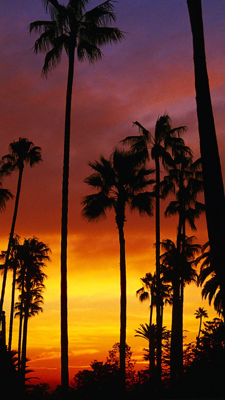 Earth/sunset Wallpaper Id - Palm Tree Iphone 7 - HD Wallpaper 