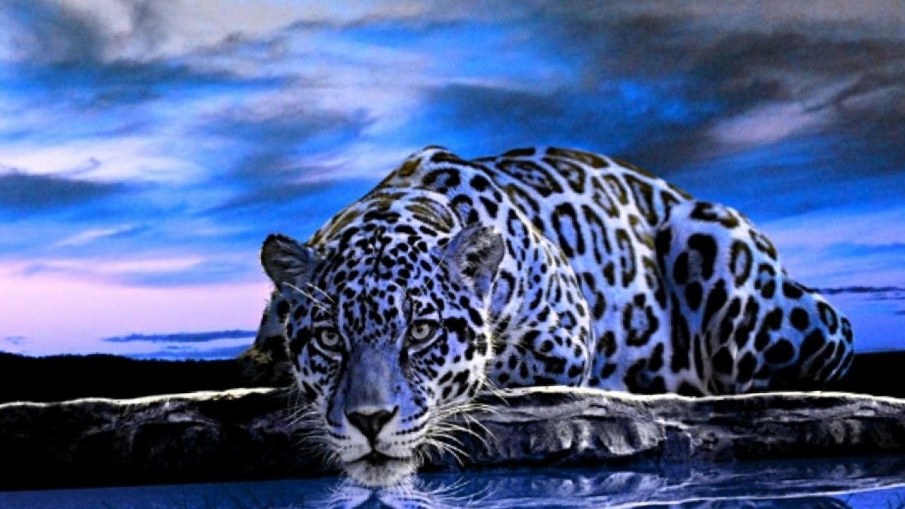 Animal Wallpapers, Animal Kingdom, Animal Planet, Free - Free Wallpapers Of Animals - HD Wallpaper 