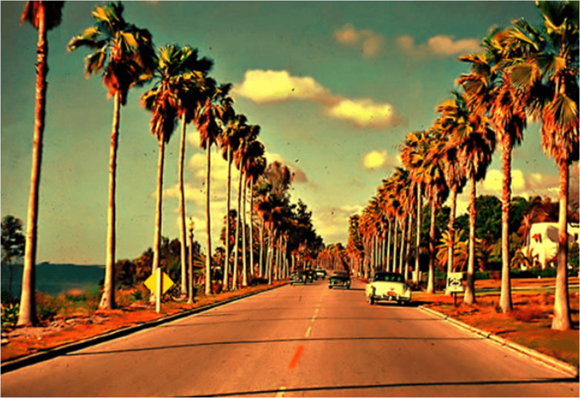 Tumblr Photography California Palm Trees Desktop Wallpaper - California Palm Trees Background - HD Wallpaper 