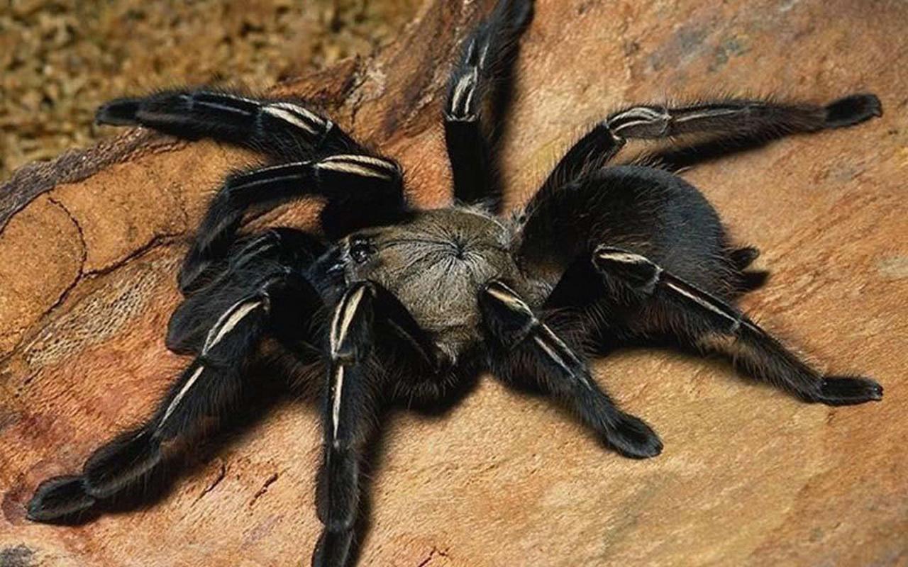 Live Wallpaper Spiders - Gorilla Spiders - HD Wallpaper 