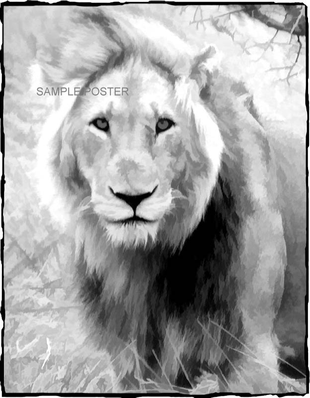 Black And White Lion Wallpaper - Lion In Black And White - HD Wallpaper 
