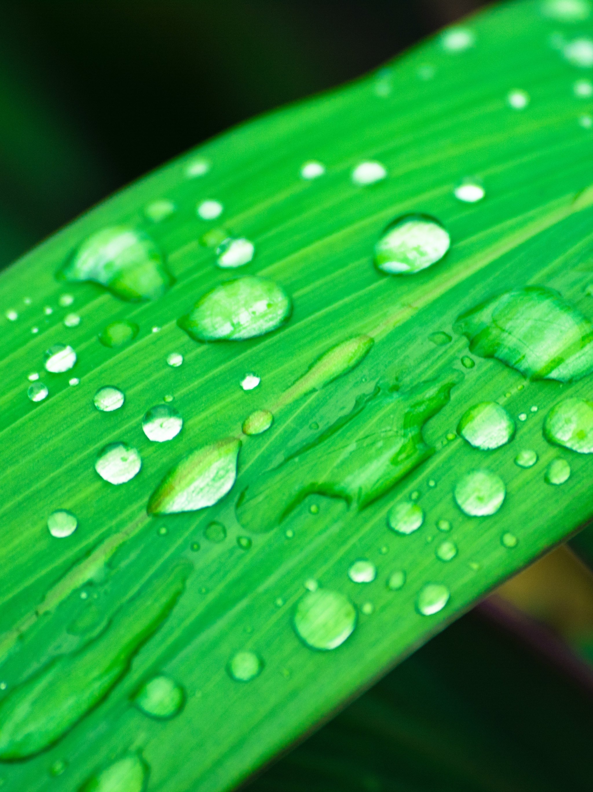 Rain Wallpaper Hd - HD Wallpaper 