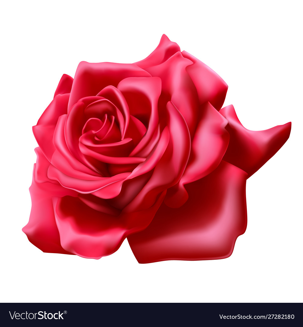 3d Rose - HD Wallpaper 