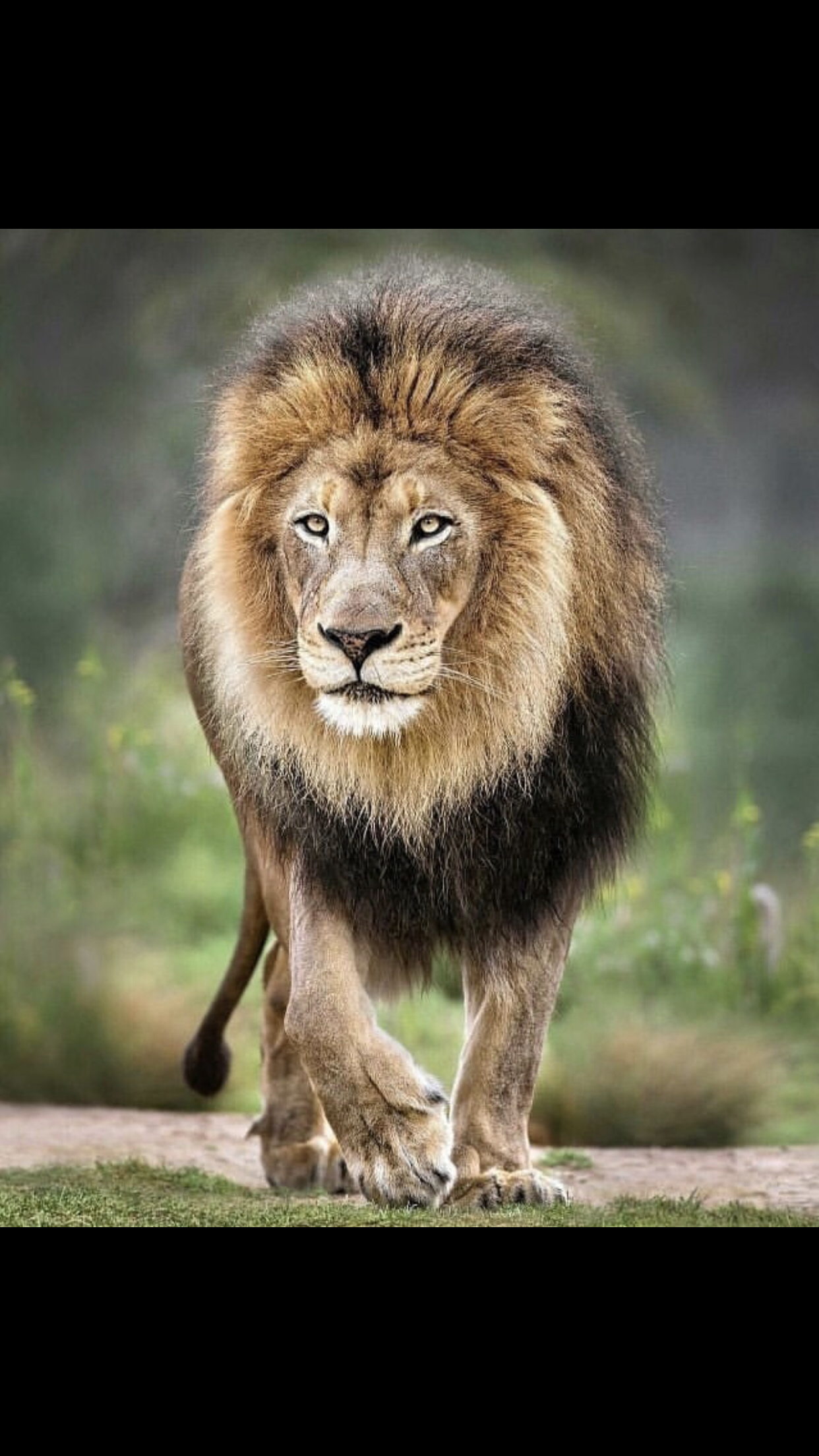 Happy World Lion Day - HD Wallpaper 