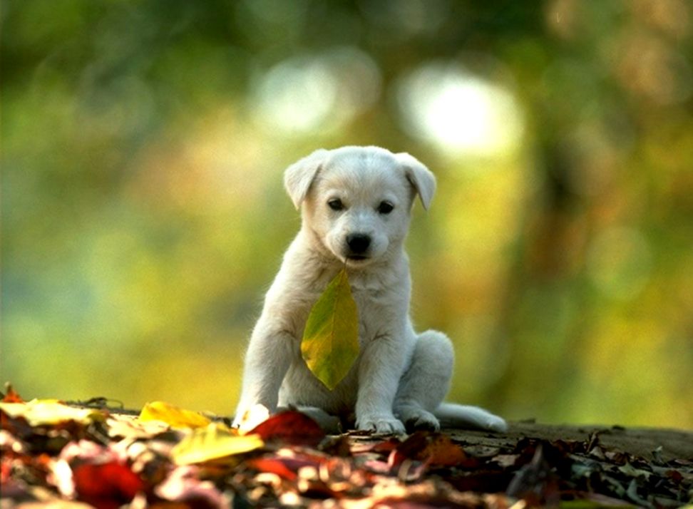 3d Animals Wallpapers Wallpaper Cave - 3d Hd Wallpapers Animals