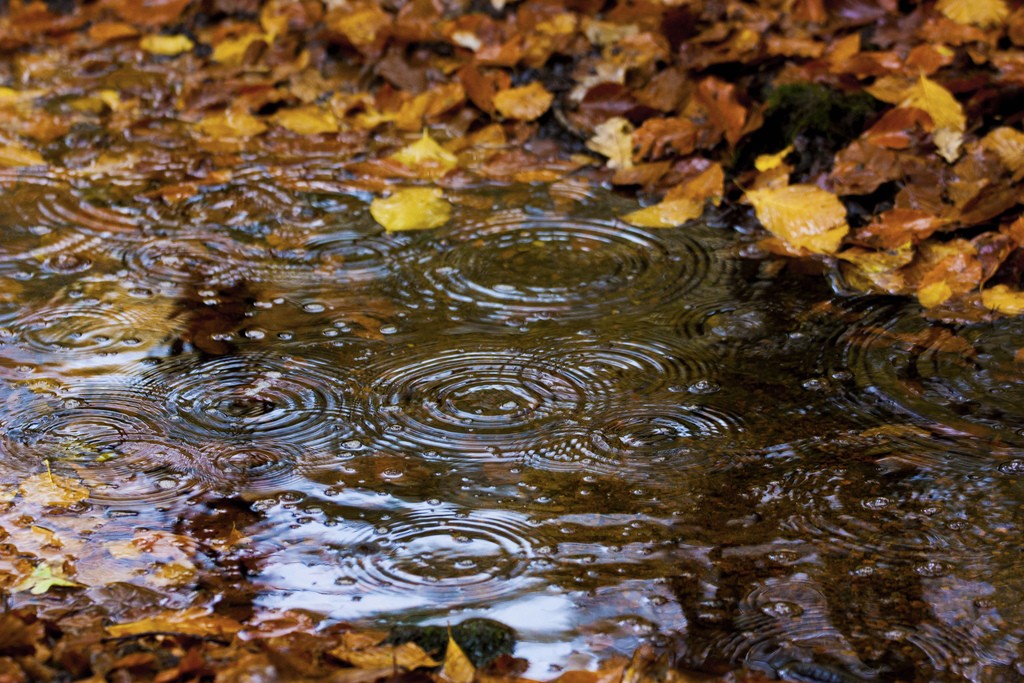 Autumn Rain Wallpaper Hd - HD Wallpaper 