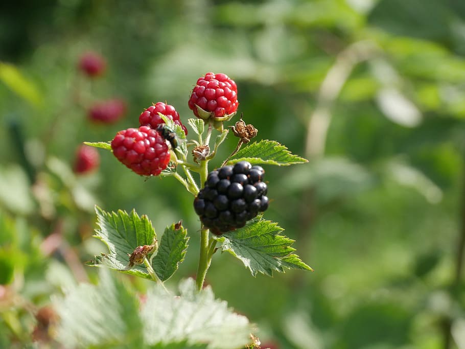 Blackberry, Summer, Plant, Frisch, Berries, Fruit, - Boysenberry - HD Wallpaper 