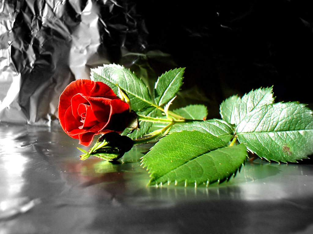 Rose Flowers Wallpaper 3d - Free Download Gif Wallpaper For Pc - HD Wallpaper 