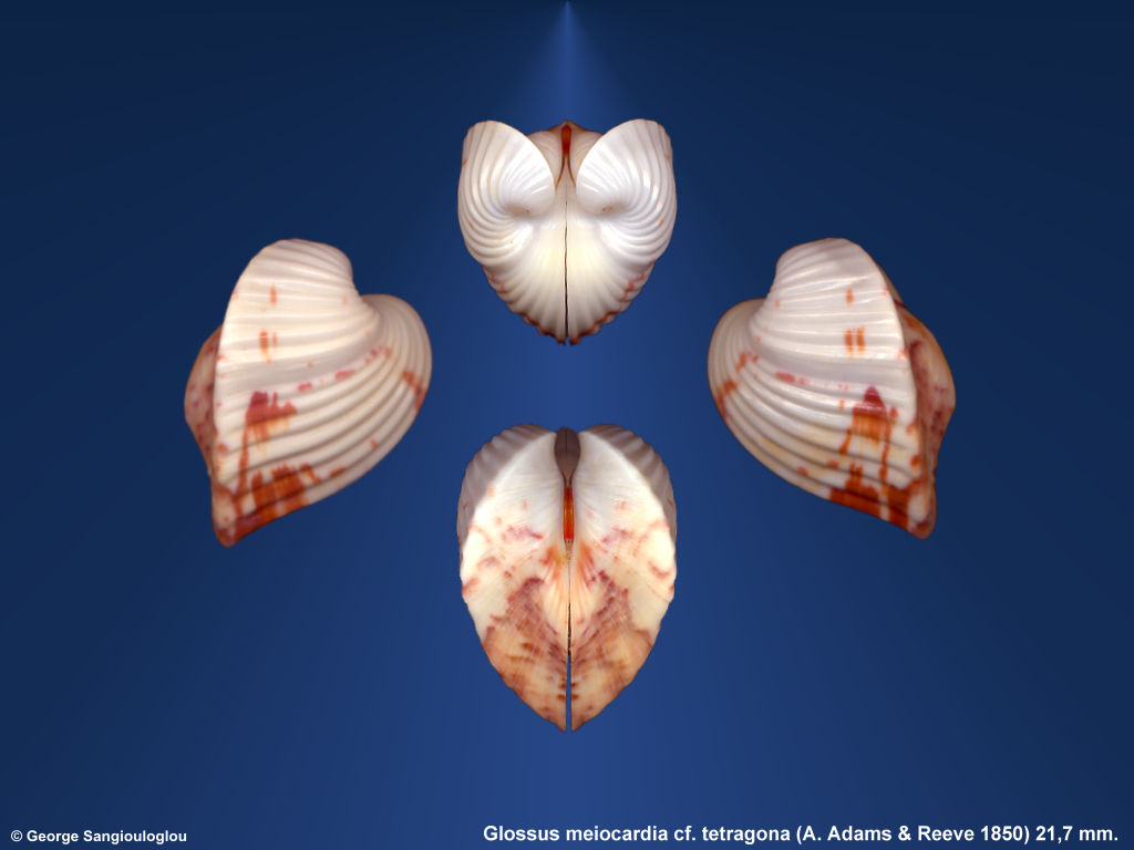 Shell - HD Wallpaper 