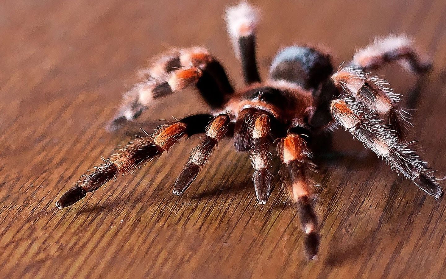 Live Wallpaper Spiders On Markinternational - Spider Wallpaper Hd - HD Wallpaper 