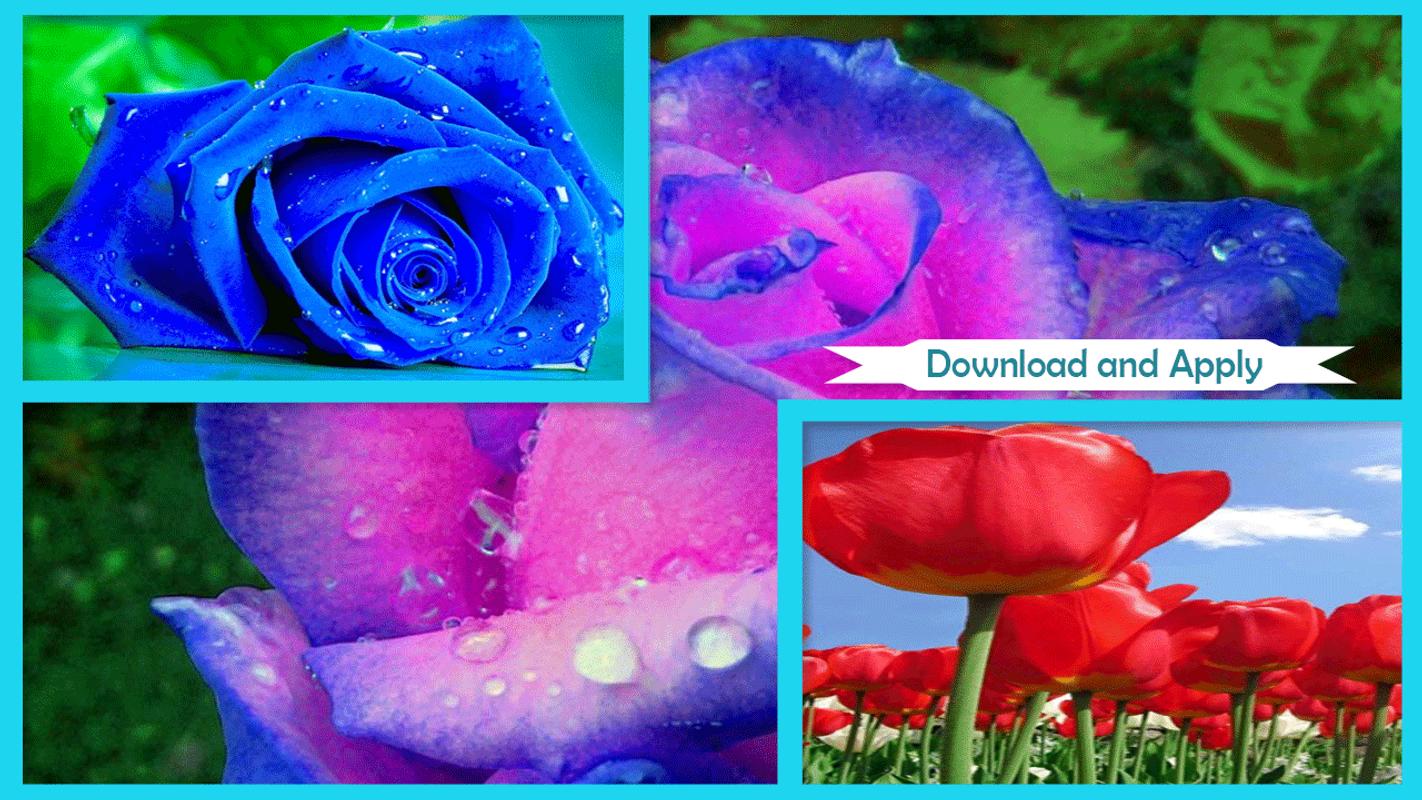 3d Rose Live Wallpaper Full Version - Wallpaper - 1422x800 Wallpaper -  