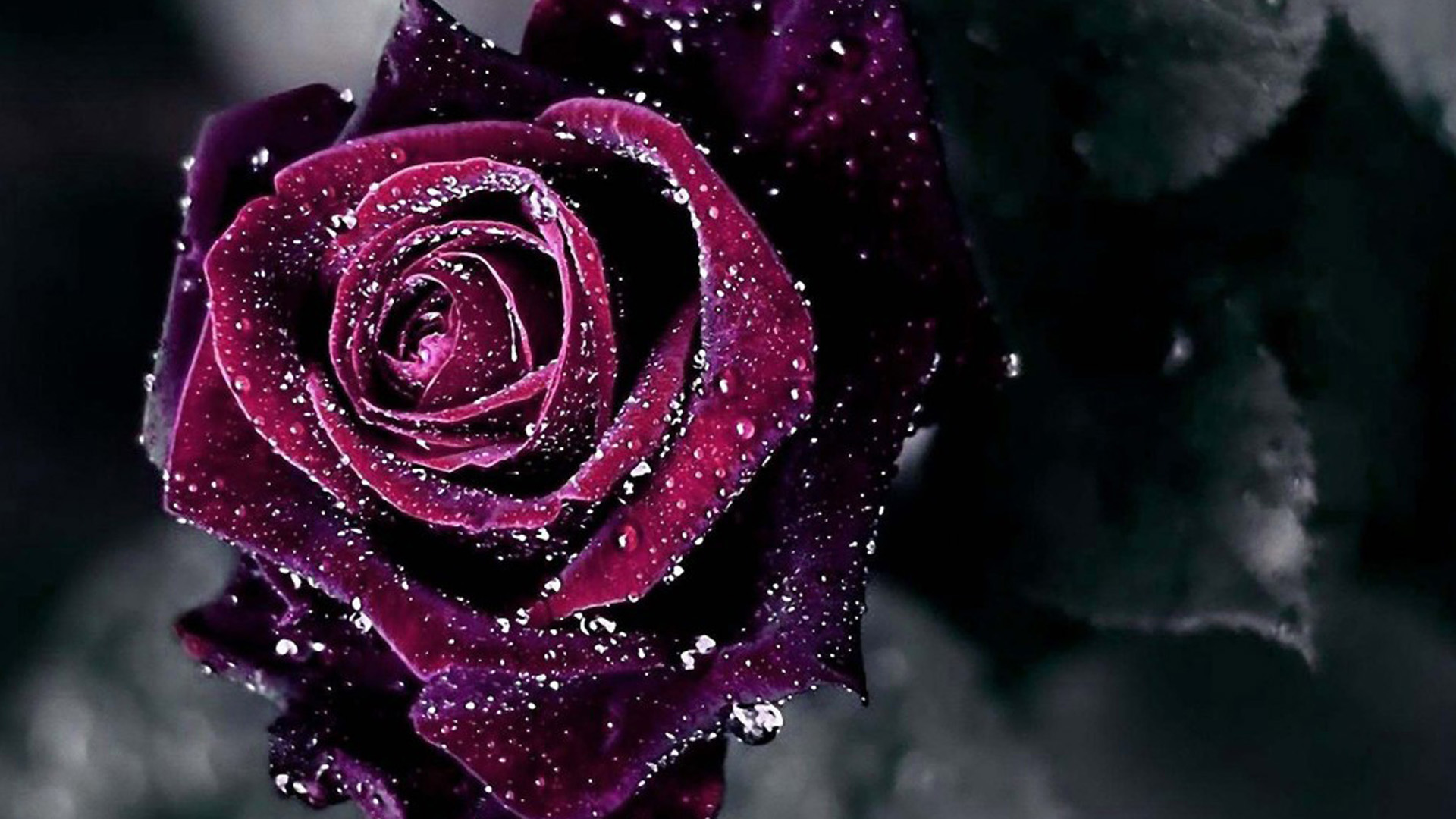 High Definition Live Rose Backgrounds - 1920x1080 Wallpaper 