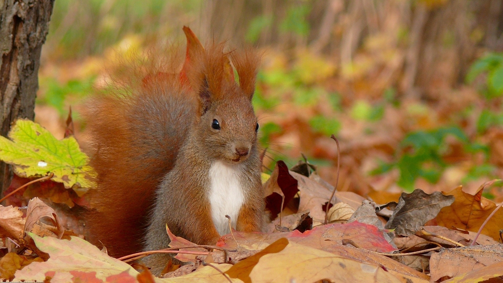 1920x1080, Fall With Animal Free Download Hd Wallpapers - Autumn Animal - HD Wallpaper 