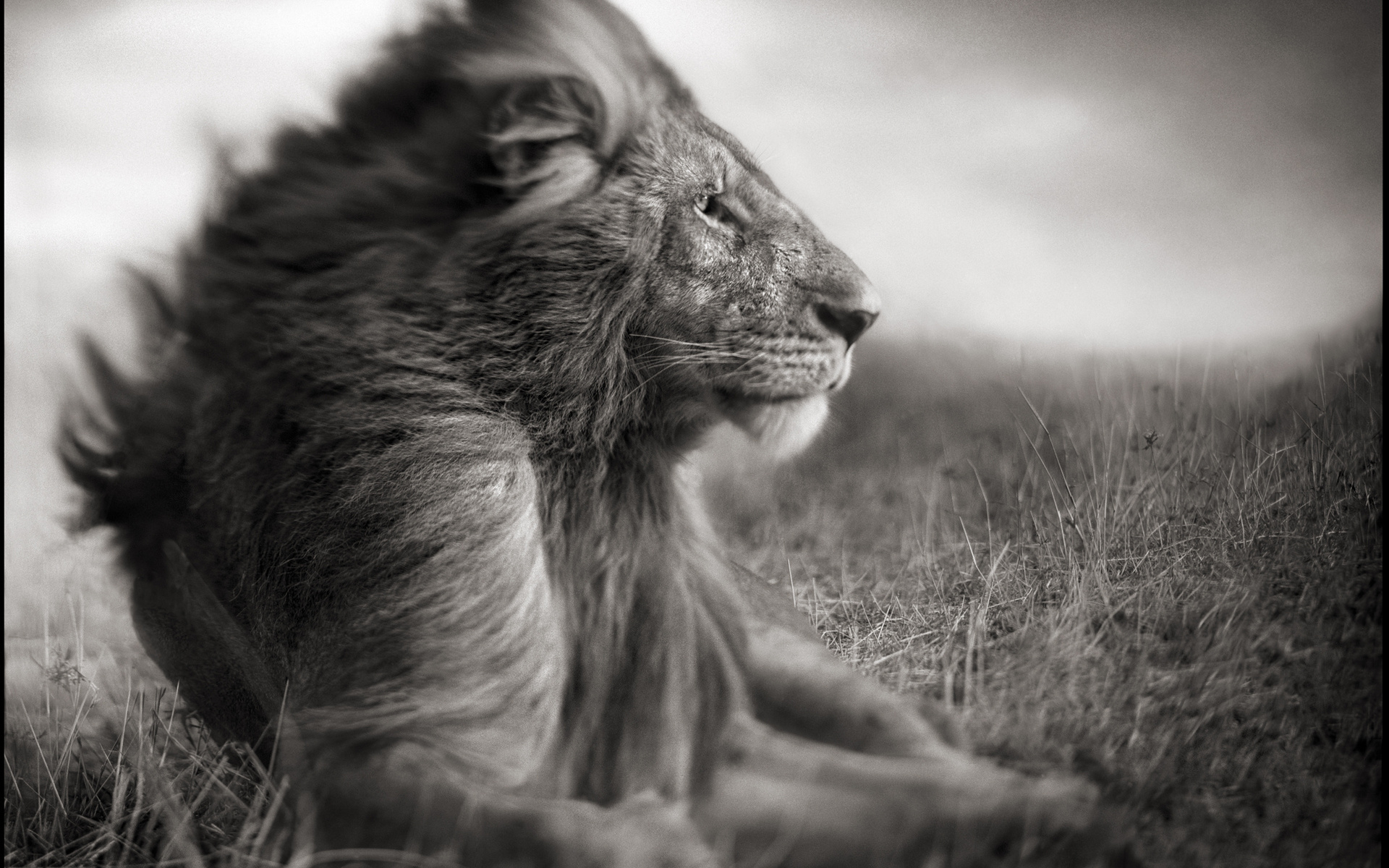 Lion Wallpaper - Nick Brandt - HD Wallpaper 