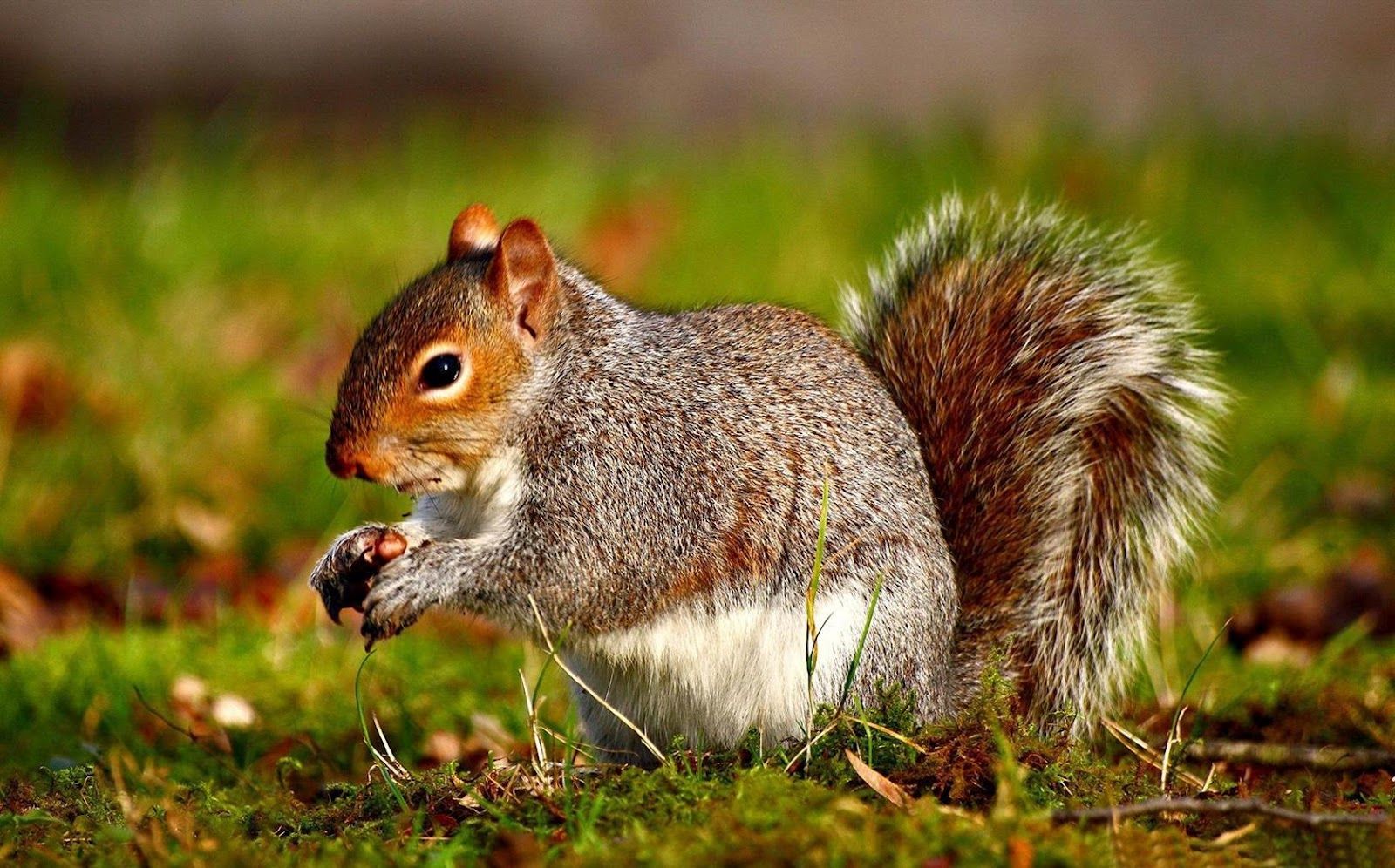 Wild Animals Wallpaper Free Download - 1600x996 Wallpaper Wild Animals Wallpaper Free Download - 1600x996 Wallpaper