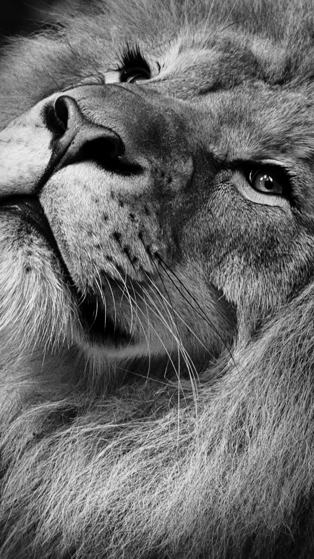 Beautiful Pictures Of Lion - HD Wallpaper 