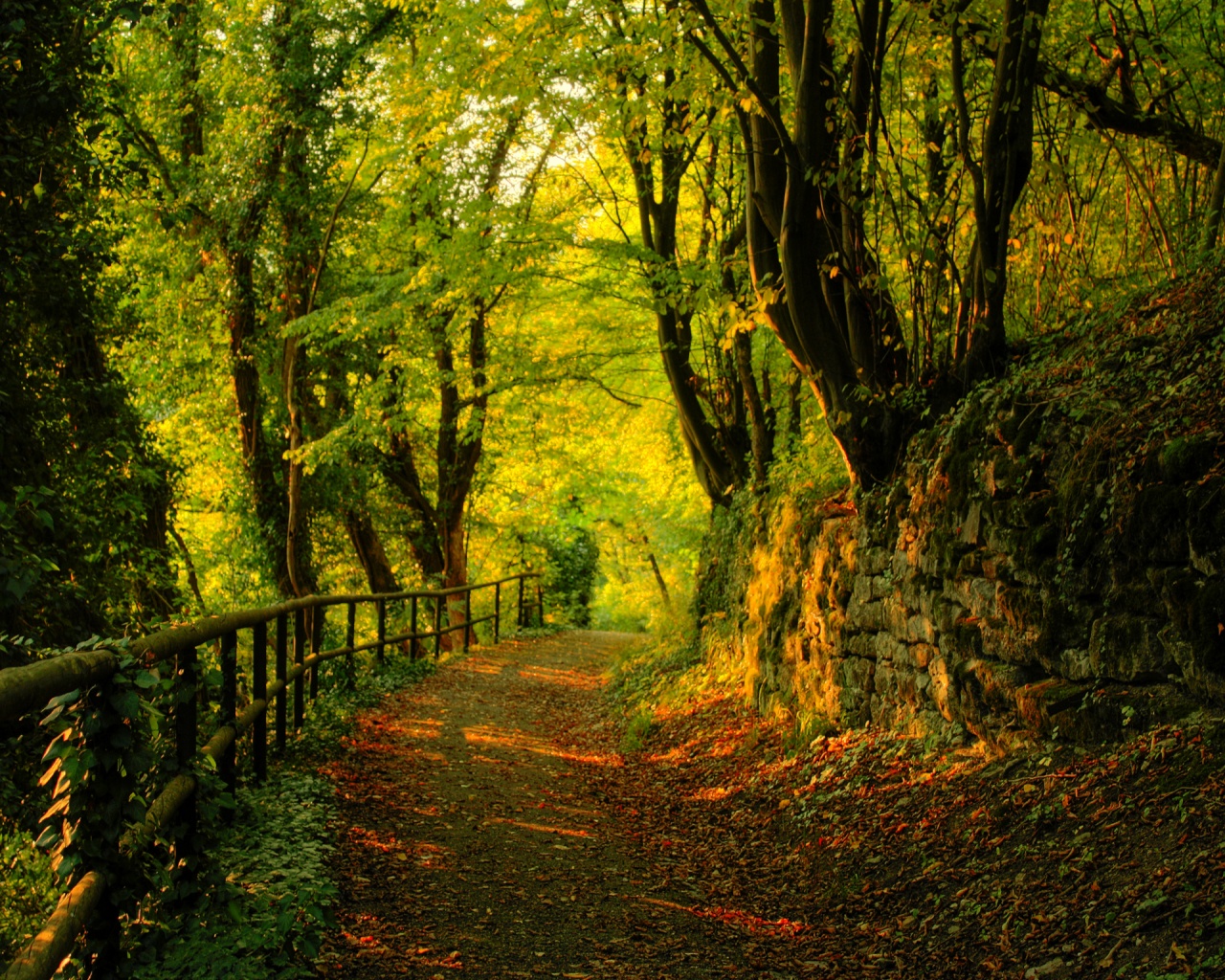 Beautiful Images Of Forest - HD Wallpaper 