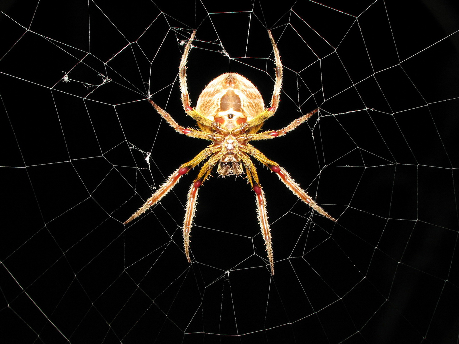 ,images And Wallpapers - Spider Hd - HD Wallpaper 