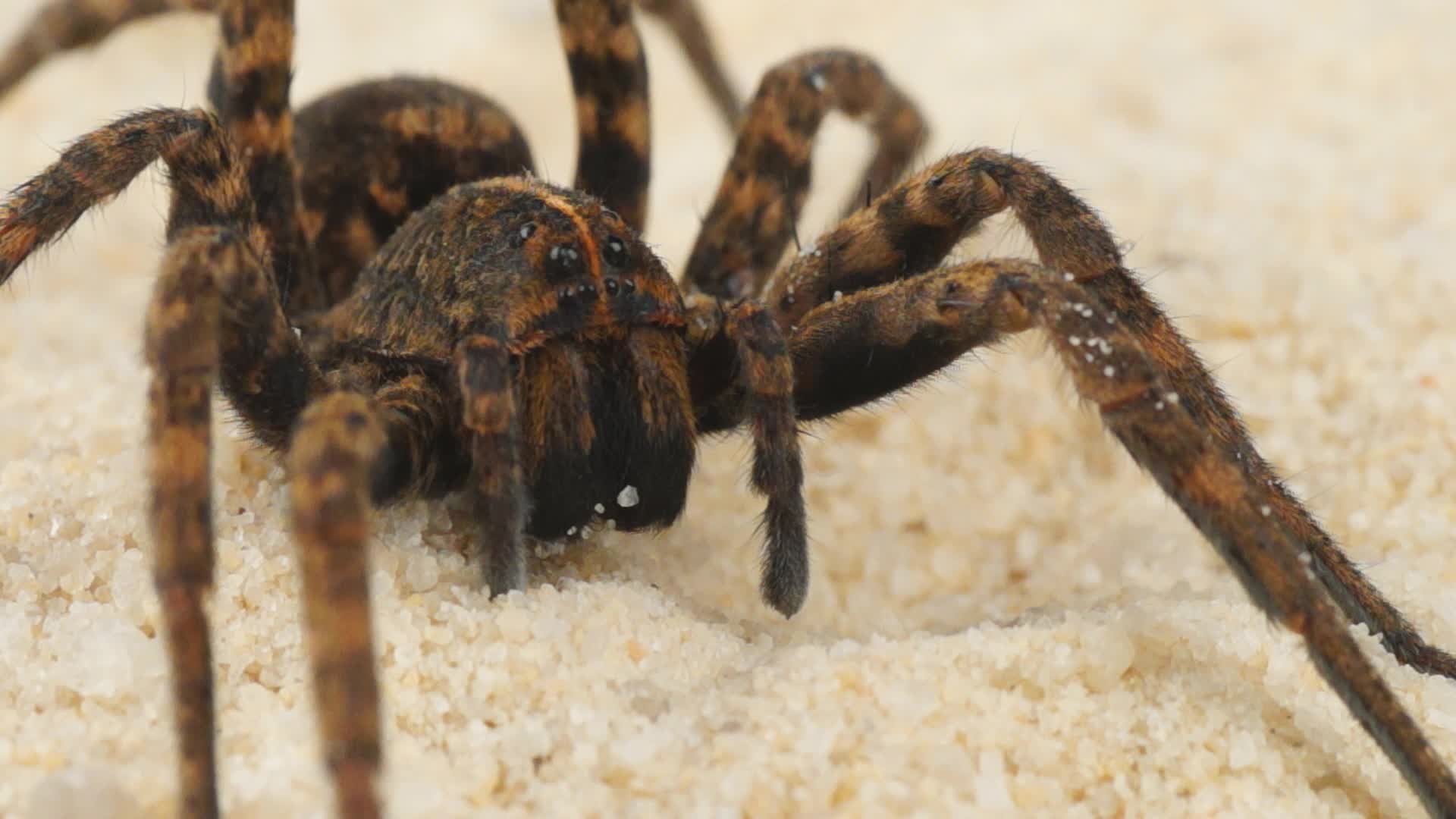 1920x1080, Scary Spider 
 Data Id 45947 
 Data Src - Wolf Spider - HD Wallpaper 
