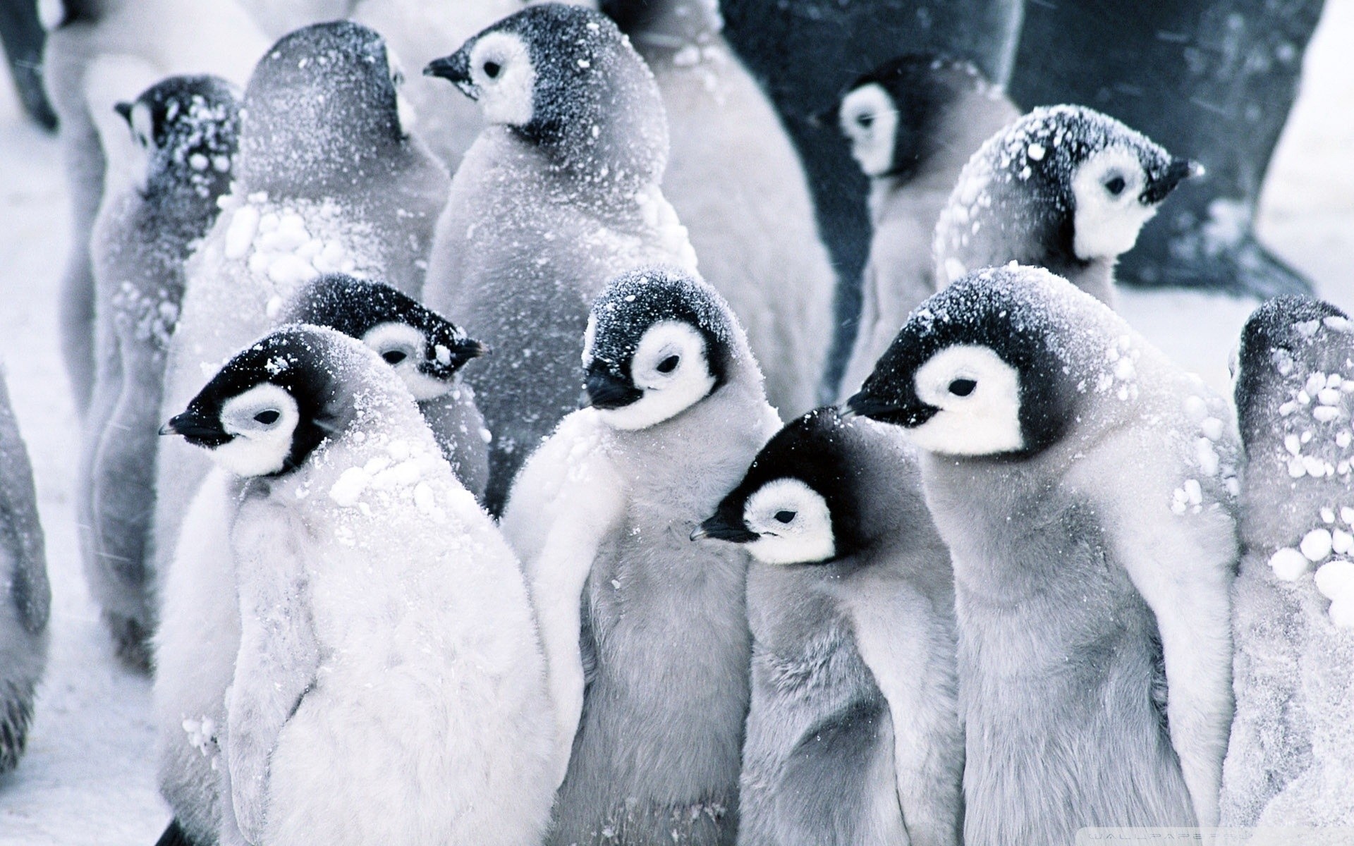 1920x1200, Wide 
 Data Id 28088 
 Data Src /walls/full/2/c/3/28088 - Penguin Background - HD Wallpaper 