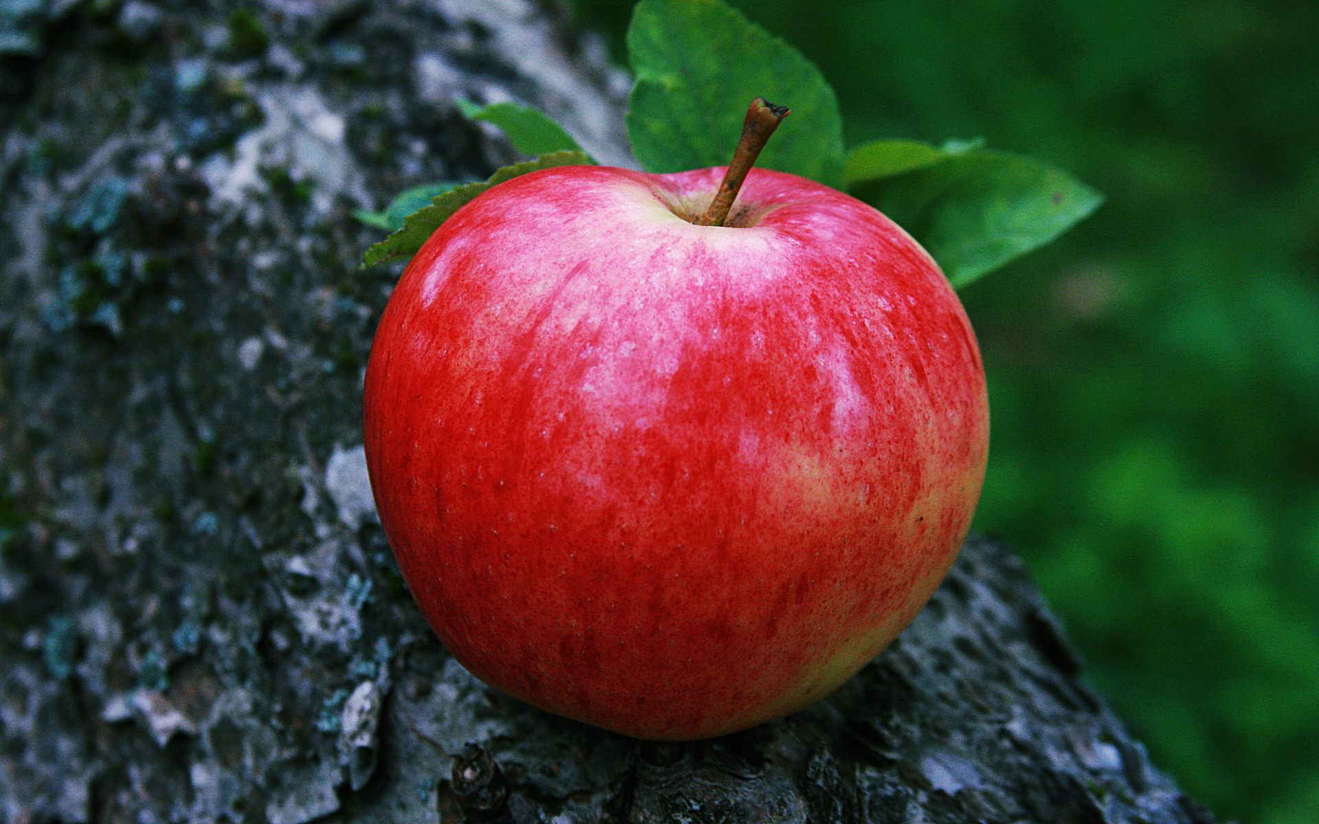 Desktop Red Apple Fruitss Wallpapers Download - Apple Fruit Wallpaper Hd -  1920x1200 Wallpaper - teahub.io