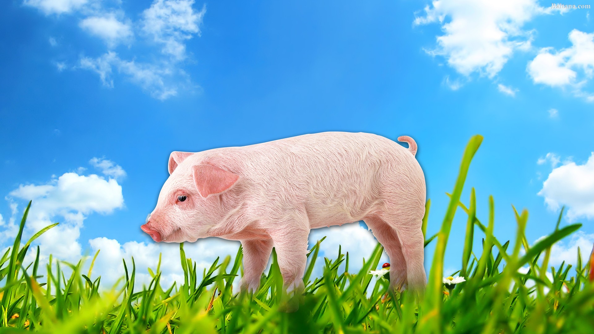 Pig Background Wallpaper - Everyday May Not Be Good Hd - HD Wallpaper 